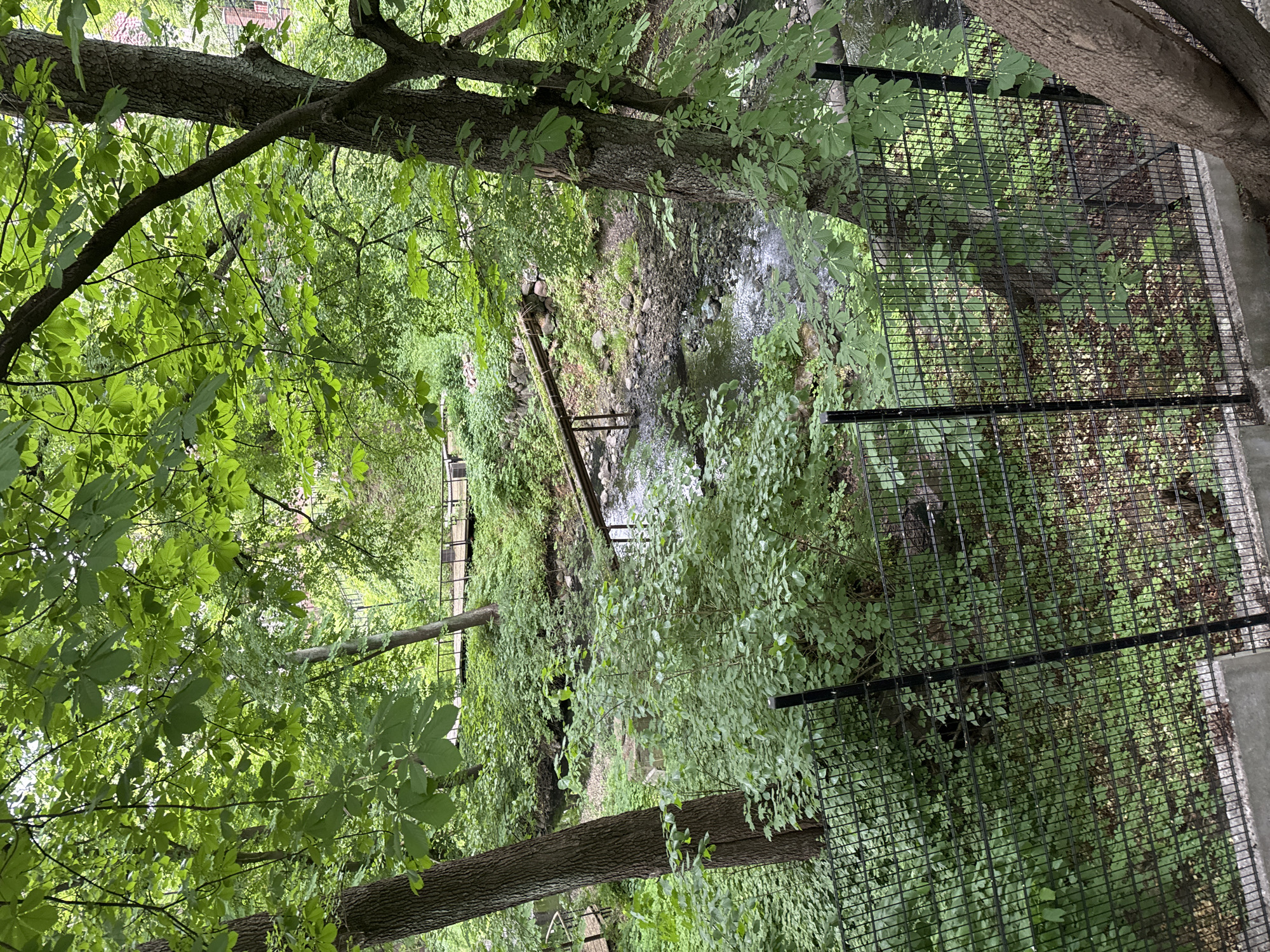 The image depicts a wooded area with a stream running through it. A black metal fence is visible on the right side of the frame, bordering a concrete structure. A wooden bridge or walkway crosses the stream further back in the scene. The location appears to be in a city, but the exact details are unknown. The environment is lush with green foliage and trees. The stream has some small rapids or waterfalls, and the water appears clear. The overall scene is natural, with some man-made structures integrated into the landscape.