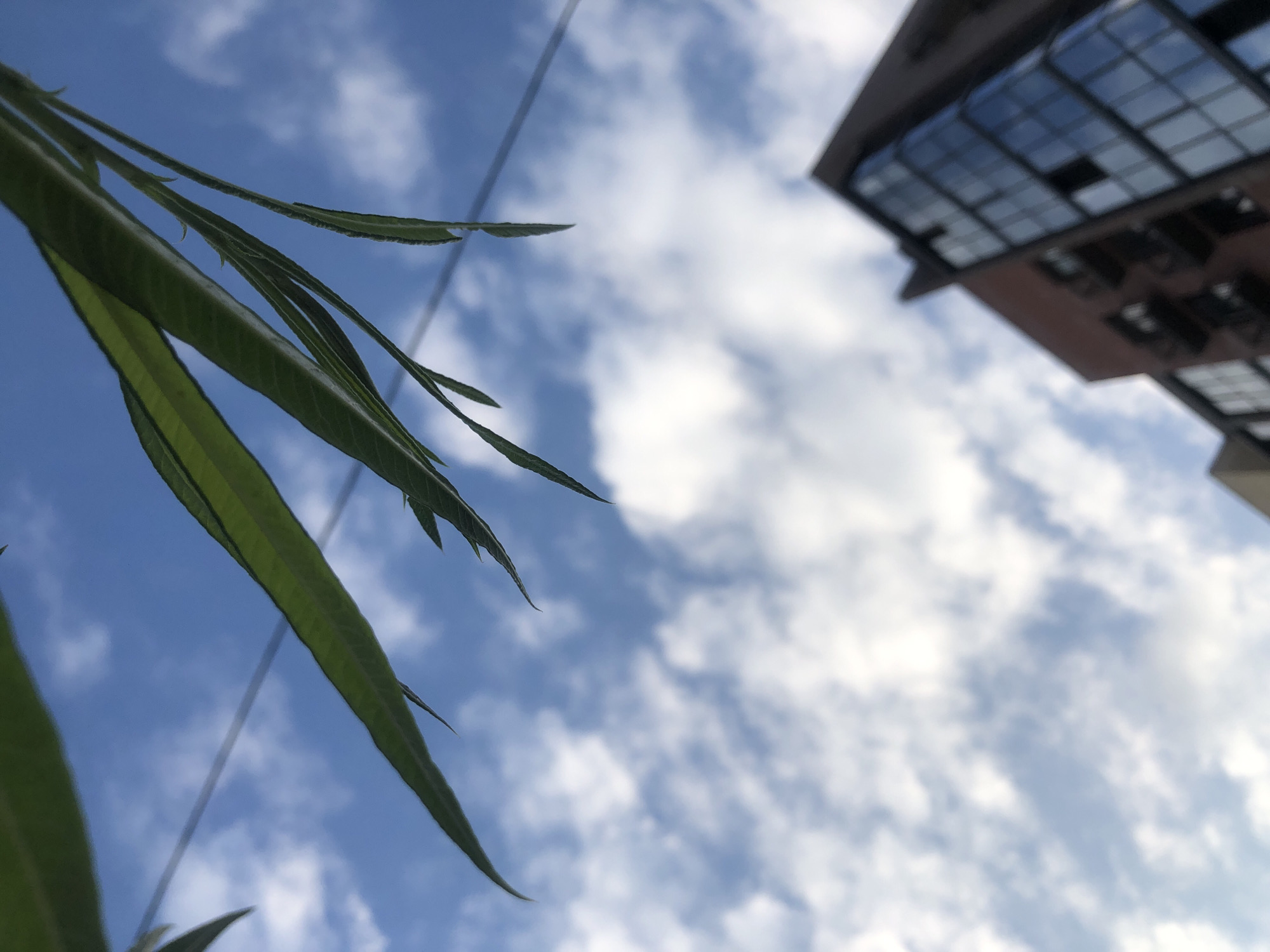 The image shows a low-angle view of a blue sky with scattered white clouds. In the foreground, green leaves hang from branches, partially obscuring the view. A thin, dark wire runs horizontally across the upper portion of the image. In the lower right quadrant, a modern building with a brick facade and large, reflective glass windows is visible. The building appears to be an apartment complex or office building. The scene suggests an urban or semi-urban environment. The location in Zhukovo, Russia is not visually discernible from the image.