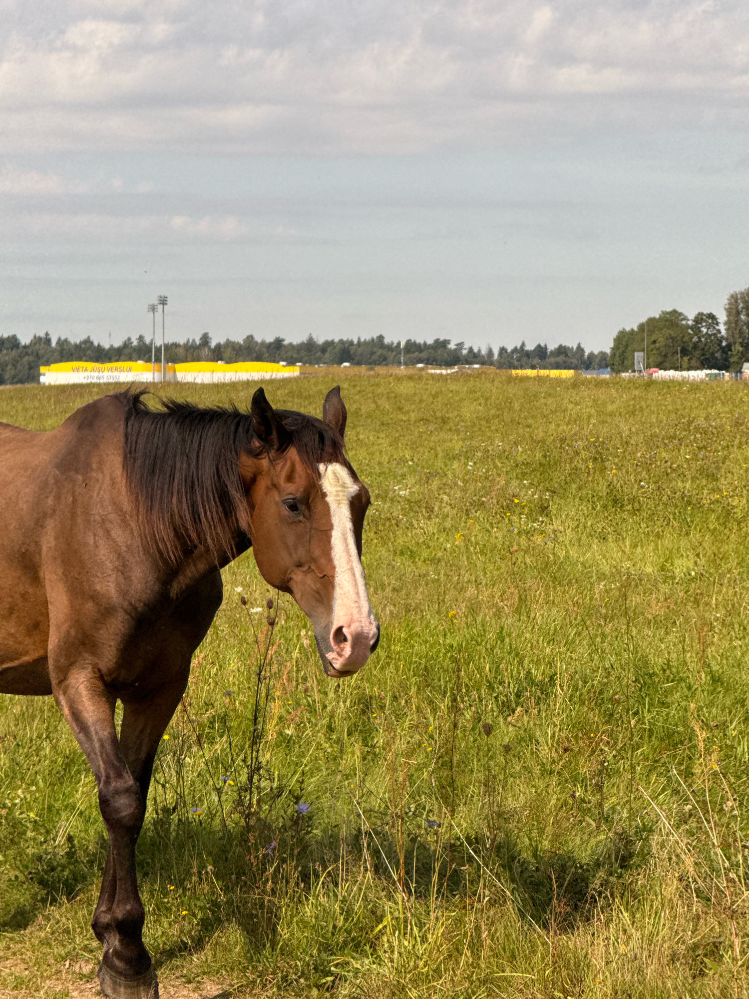 In Galinė, Lithuania, a brown horse stands in a field of tall, green grass dotted with small white and yellow wildflowers. The horse is facing to the right, its head lowered slightly. It has a white blaze on its face. In the background, a row of trees forms a natural border, beyond which are buildings with yellow siding, a sign with white text that reads "VIETA JŪSŲ VERŠLUI" and "+370 665 53555". Tall, thin poles with multiple lights are visible in the distance. The sky is partly cloudy with a light gray and white cloud cover.