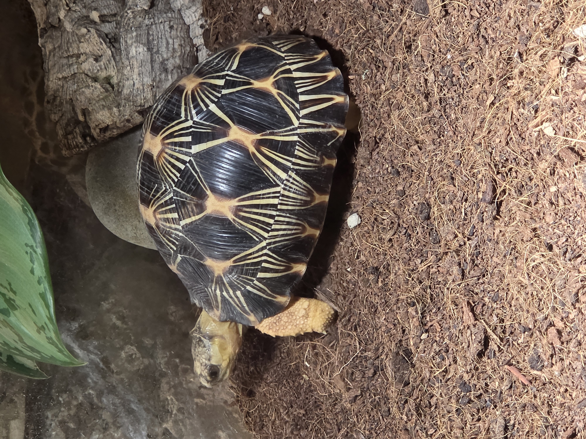 A close-up, eye-level shot shows a radiated tortoise with a distinctive star pattern on its shell. The tortoise is positioned on a substrate of coco fiber and other organic matter, with a rock and a piece of cork bark visible in the background. A portion of a green leaf hangs from the upper left corner of the frame. The tortoise's head is turned to the left, and its yellow legs are visible. The scene appears to be within an enclosure, possibly a terrarium. The image does not depict any specific location in Bussolengo, Italy.