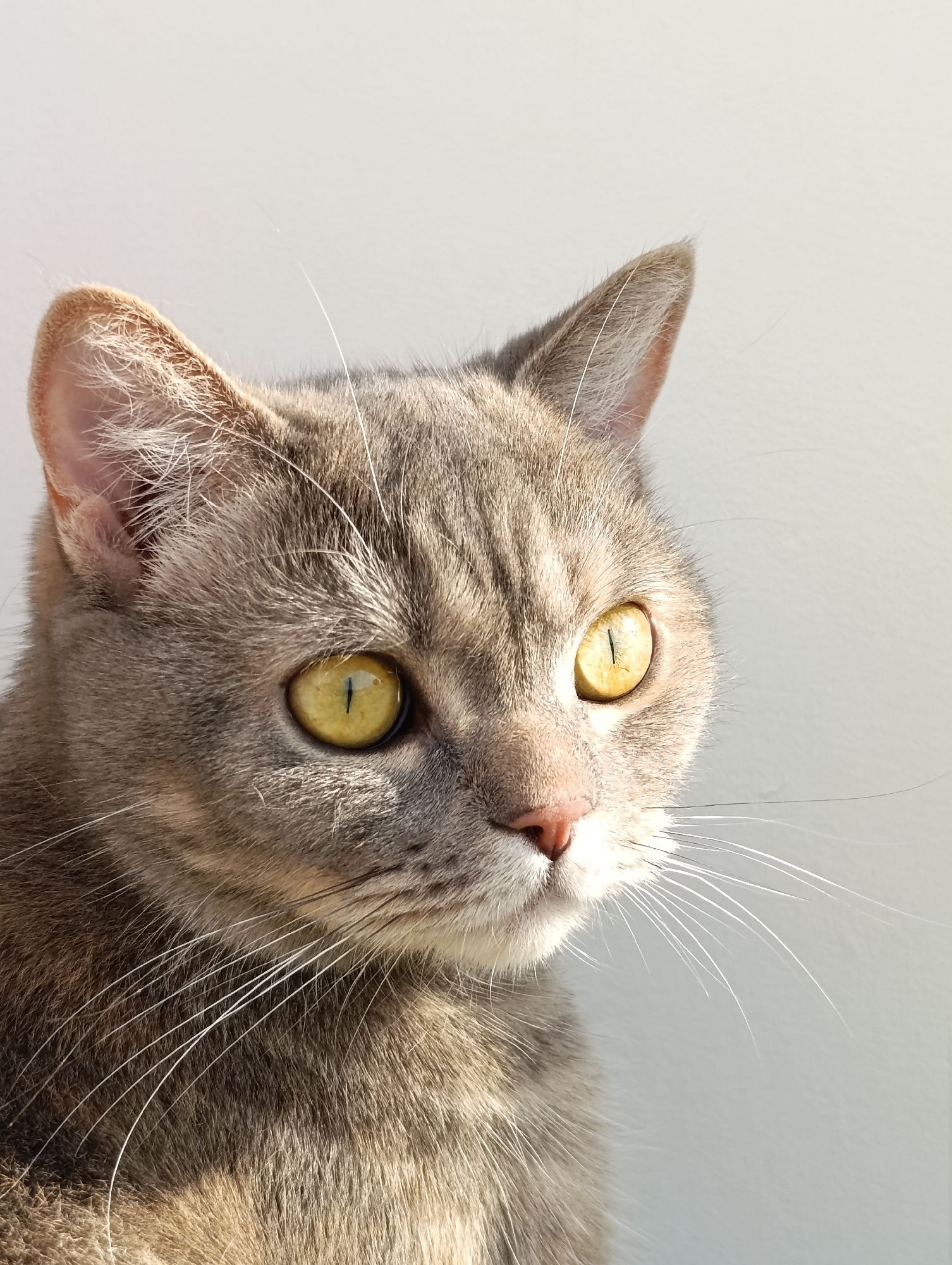 A close-up, head-and-shoulders portrait shows a grey tabby cat with bright yellow eyes looking to the right of the frame. The cat's fur is short and textured, with darker grey stripes visible on its head and body. Sunlight illuminates the cat's face, creating highlights on its fur and casting a soft shadow on the right side of its head. The background is a plain, light grey wall. The cat is indoors, likely in a residential setting. There are no people or other animals present. The image does not provide any information about the city of Chaikovsky, Russia.