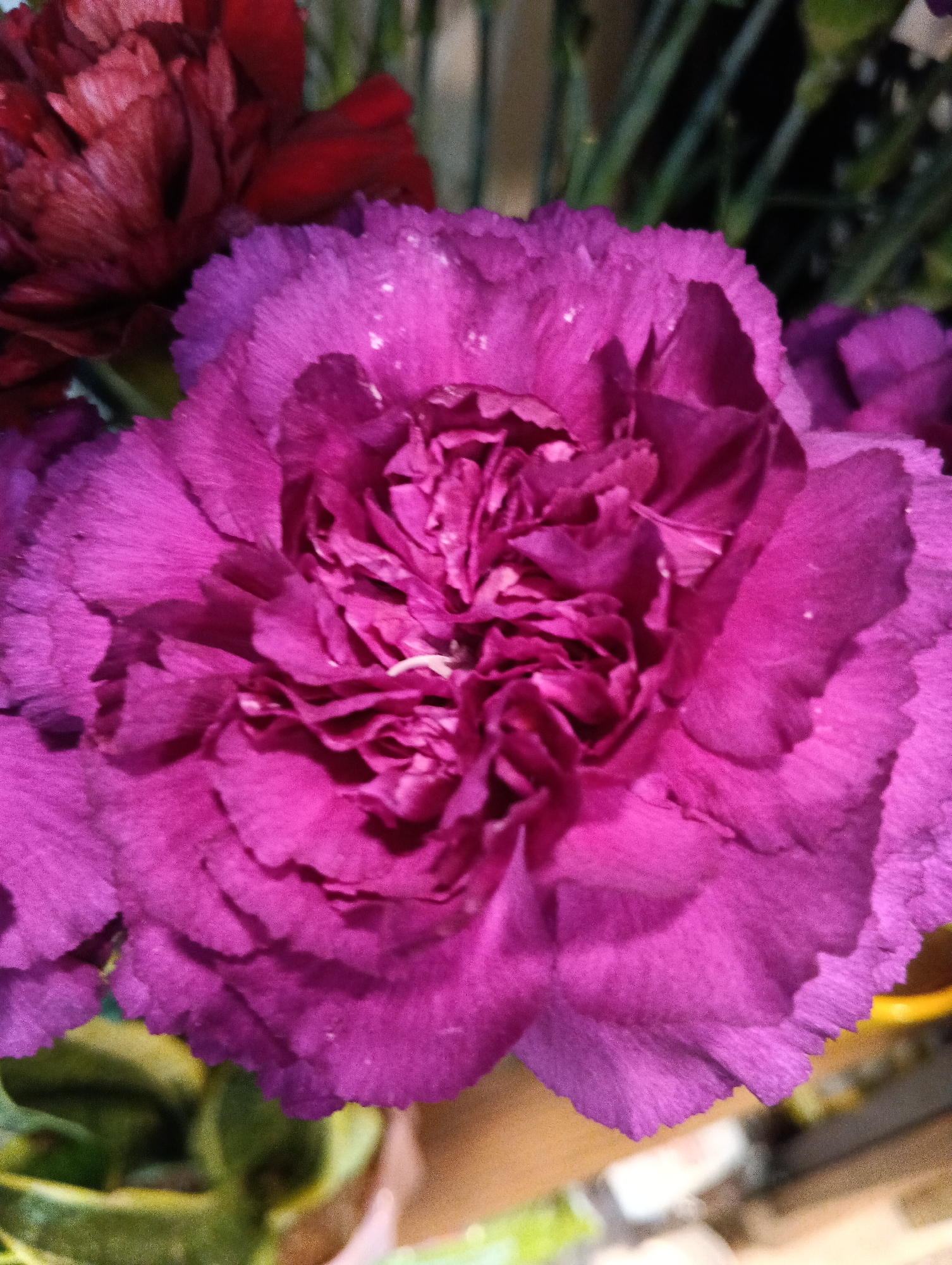 This is a close-up, vertical shot of a vibrant purple carnation flower. The flower is in full bloom, with many ruffled petals that create a dense, textured center. Small water droplets are visible on the surface of some petals, suggesting recent watering or high humidity. Behind the purple carnation, a darker red or burgundy carnation is partially visible, along with green stems and foliage. The background is dark and out of focus, with hints of other objects or flowers. The image appears to be an indoor photograph, possibly taken in a home or flower shop. There are no people or animals present. The context of Sofia, Bulgaria is not discernible from the image itself.