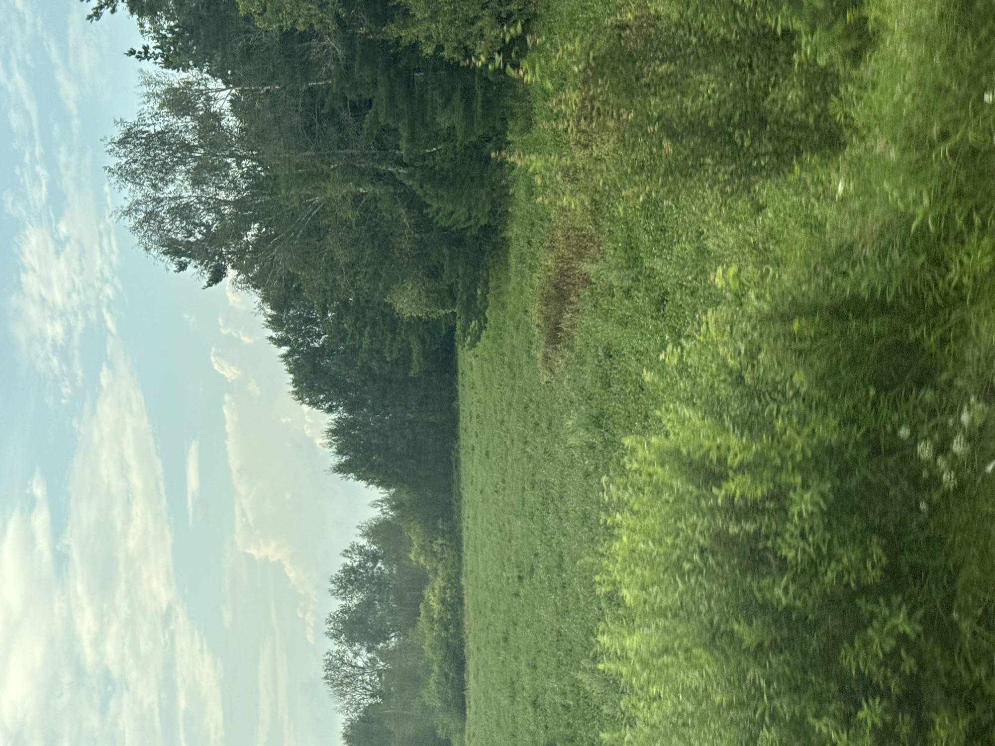 This is a photograph of a vast, green meadow bordered by a dense forest. The sky above is a pale blue, dotted with wispy white clouds. The foreground of the image is filled with the blurred shapes of green bushes and trees, suggesting movement, perhaps from a vehicle. The meadow itself is lush and appears to be undisturbed. In the background, the forest is a dark, uniform green, with the tops of the trees reaching towards the sky. The overall impression is one of natural beauty and tranquility. The location of Retneva, Russia is not ascertainable from the visual information provided in the image.