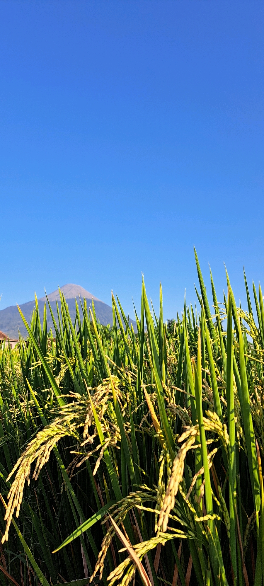 A low-angle, full shot captures a close-up view of ripe rice stalks in a field under a clear, bright blue sky. The rice stalks in the foreground are detailed and appear golden-yellow, indicating maturity, with some green stalks also visible. Behind the rice, a conical mountain with a visible shadow from the sun can be seen in the distance. The environment appears rural, consistent with a rice paddy in Sumber Gedang, Indonesia. No people or animals are present in the frame.