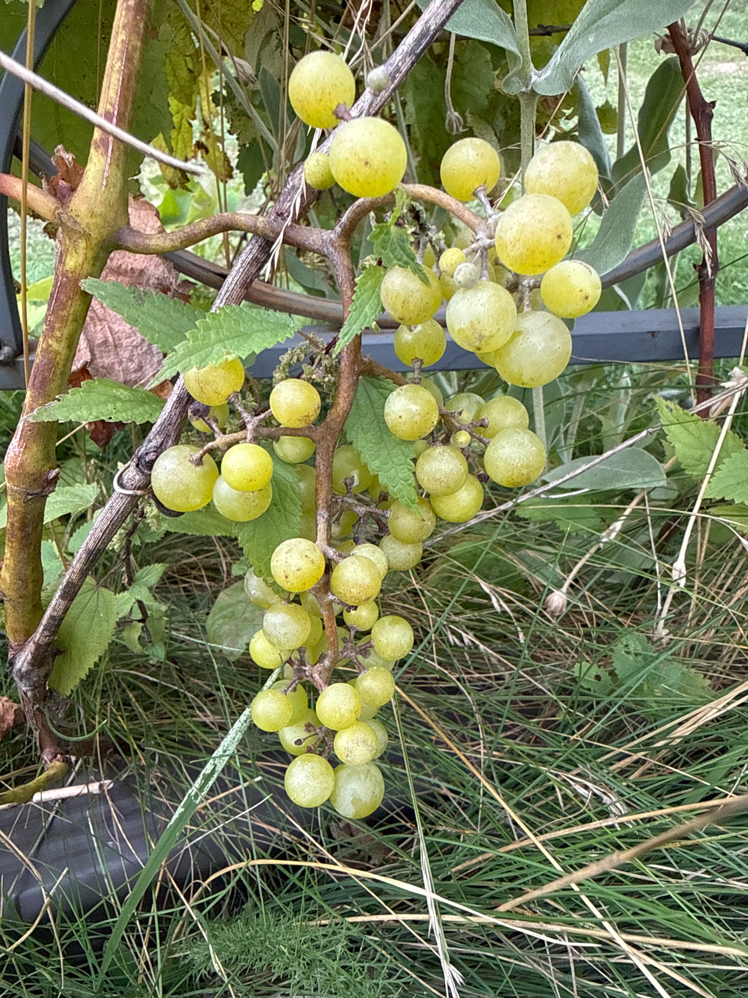 In Galinė, Lithuania, a close-up view of a grape vine shows a cluster of light green grapes hanging from a thick, brown, woody stem. The grapes are mostly round with a slightly translucent appearance, and some show subtle variations in color, ranging from pale yellow to light green. They are clustered together on thin, branching stems, with a few smaller, undeveloped green spheres interspersed. The vine itself has rough, textured bark, with a prominent, gnarled section on the left side. Green leaves with serrated edges are visible, some appearing slightly dried and brown. The background is a blur of green foliage, grasses, and a dark horizontal bar, possibly a fence or railing. The overall impression is of an outdoor, natural setting within a garden or vineyard.
