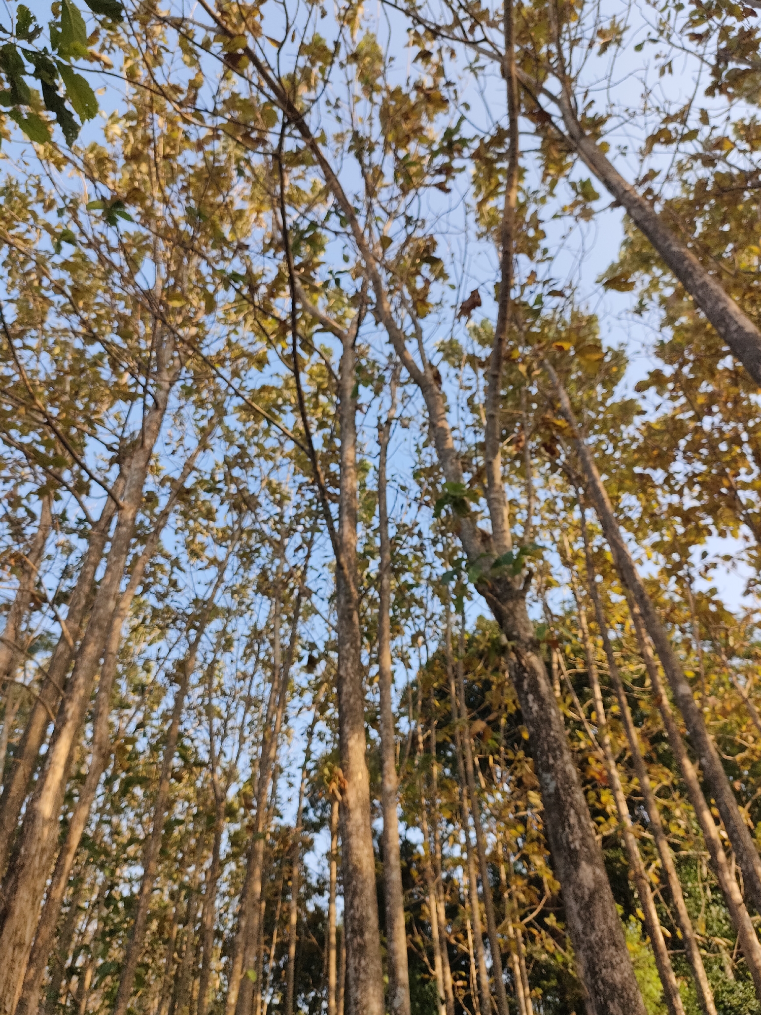 The image depicts a dense forest canopy with tall trees reaching towards a clear blue sky. The leaves on the trees are predominantly a yellowish-brown, suggesting it might be autumn or a dry season. Sunlight filters through the branches, creating dappled patterns on the foliage. The perspective is looking upwards, emphasizing the height and density of the trees. There are no people or animals visible in the frame. The environment is natural and undeveloped.