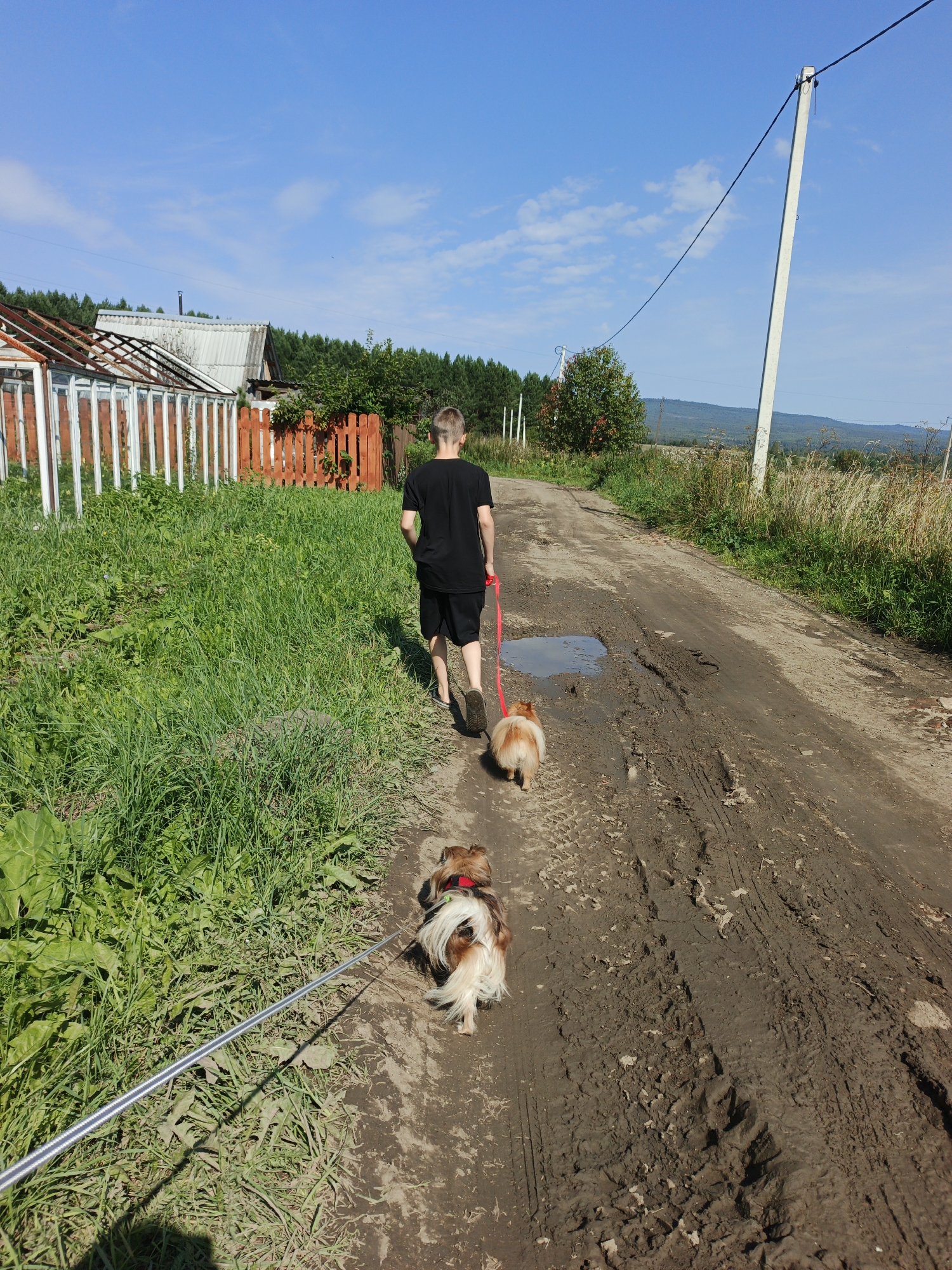 In Medvedyovka, Russia, a young male wearing a black t-shirt and black shorts walks on a dirt road with two small dogs on leashes. The dog closer to the viewer is a long-haired, tan and white breed, wearing a red harness. The second dog, further ahead, is a fluffy, tan Pomeranian, also on a leash. The road is muddy with tire tracks and puddles. To the left of the road is a grassy area with a dilapidated greenhouse structure and a wooden fence. In the background, there are trees and a power pole with electrical wires. The sky is blue with scattered white clouds.