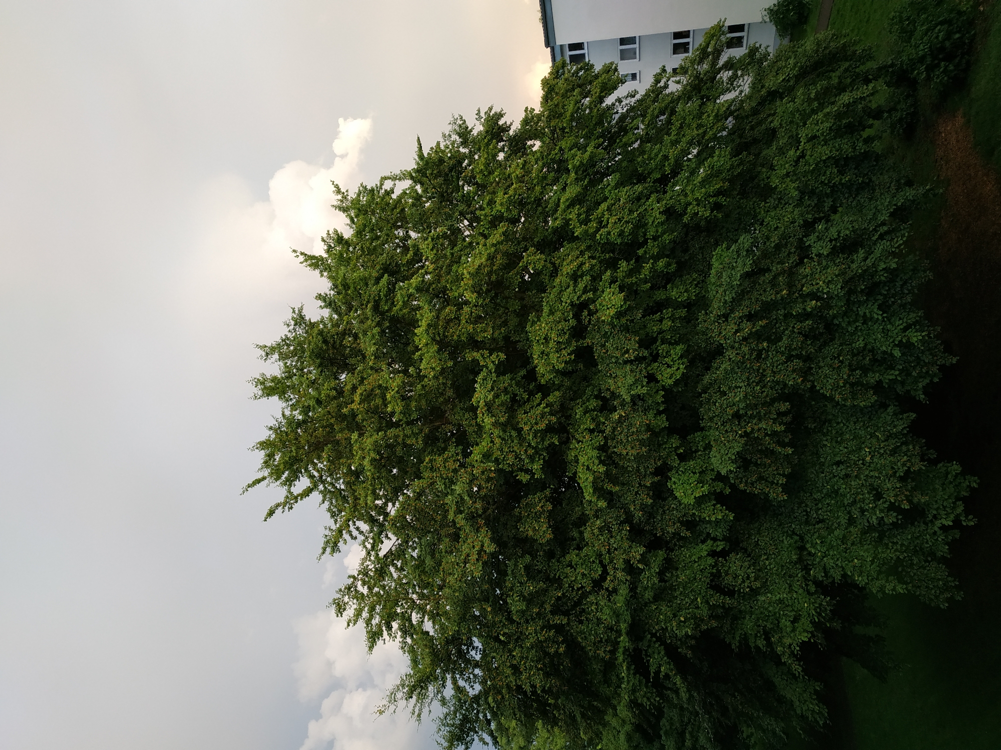 The image shows a large, full green tree with dense foliage against a cloudy sky. Part of a white building with windows is visible behind the tree, and green grass can be seen beneath the tree on the right side of the frame. The location is Dortmund, Germany, as indicated by the image context.
