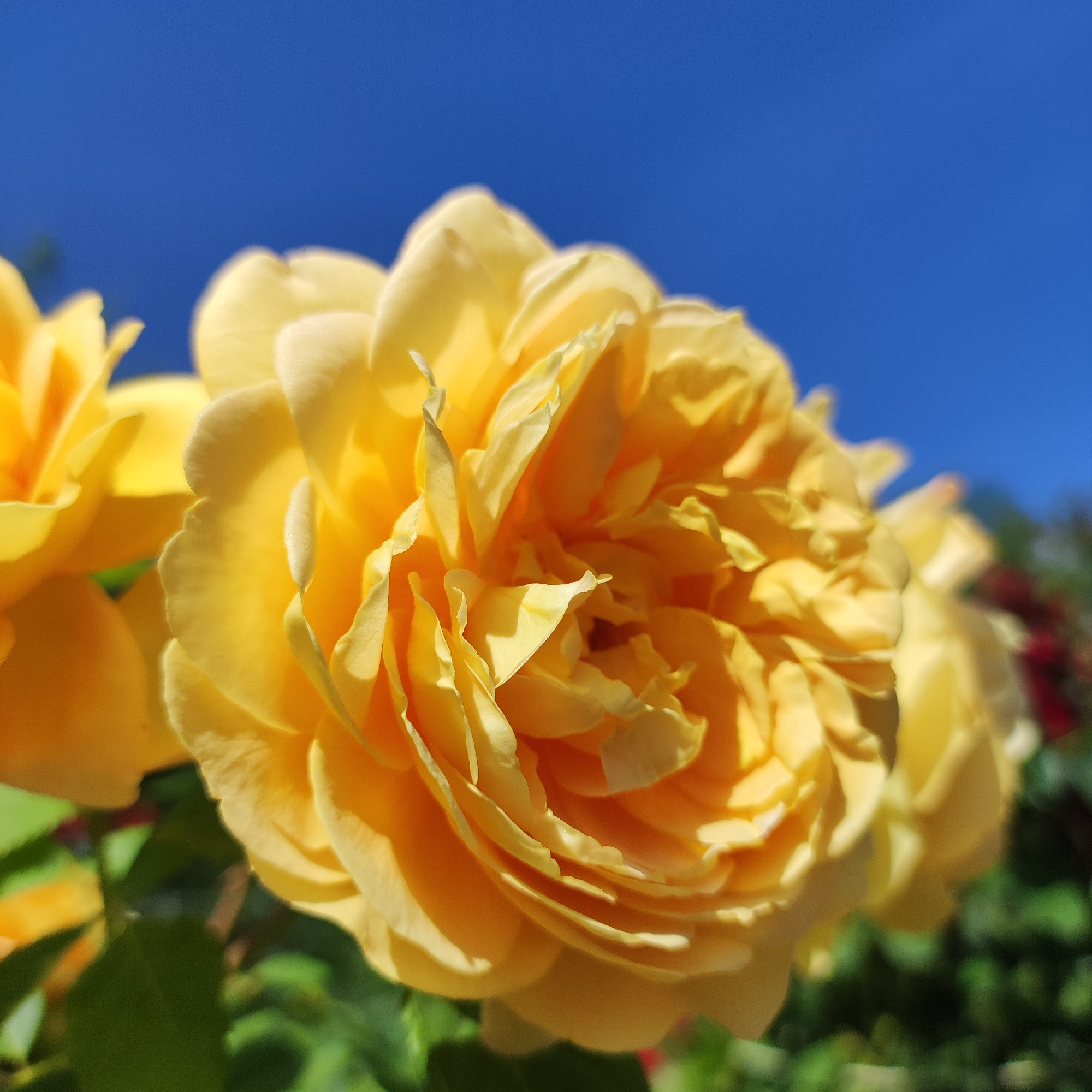 The image shows a close-up of yellow roses with a bright blue sky in the background. The roses are in bloom and their petals are layered and delicate. Some green leaves are visible at the bottom of the image, and out-of-focus foliage can be seen in the background. The overall scene suggests a sunny day in a garden. There are no people visible in the image. The location of Navoloki, Russia is not discernible from the image itself.