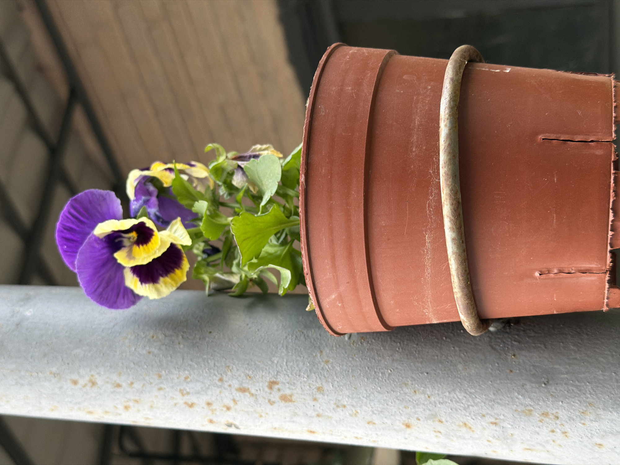 The image depicts a close-up, low-angle shot of a potted plant with vibrant purple and yellow pansies, positioned next to a weathered, grey metal pole. The pot is a reddish-brown plastic, held by a rusted metal ring. In the background, a wooden structure with visible beams is discernible, suggesting an outdoor or sheltered area. The scene appears to be in an urban environment, potentially a balcony or courtyard, given the utilitarian elements like the pole and the wooden structure. The specific location in Kyiv, Ukraine, cannot be determined from the visual information provided. There are no people or animals present in the image, and the focus is solely on the floral subject and its immediate surroundings.