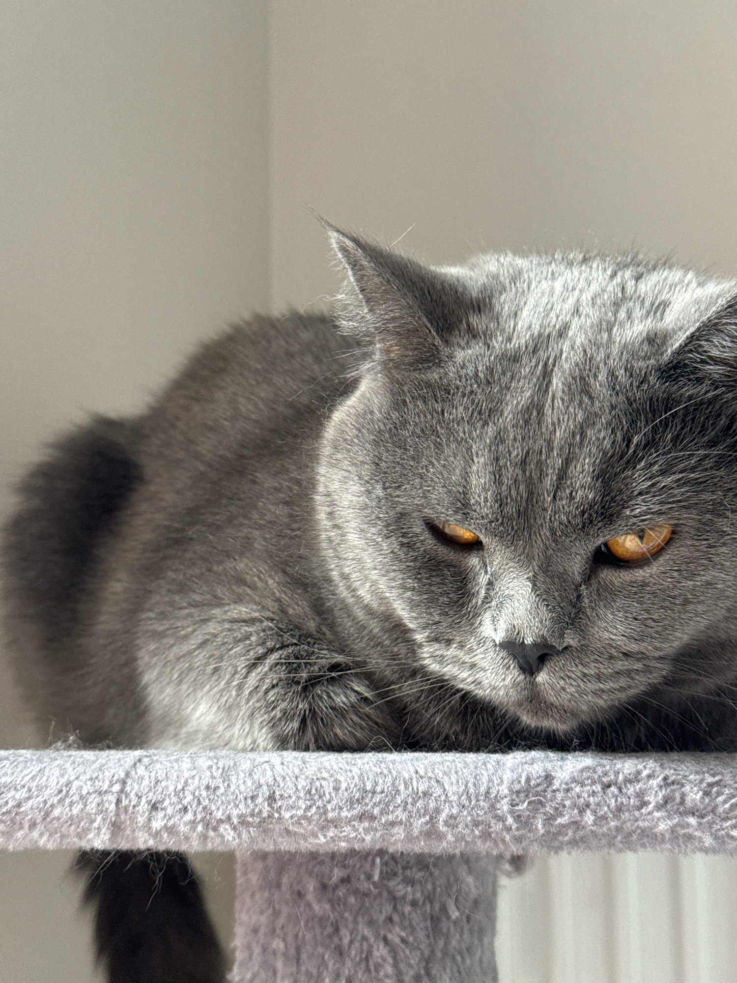 A close-up, eye-level, full-shot photograph captures a British Shorthair cat with thick, gray fur and bright, amber eyes. The cat is lying on a gray, carpeted perch, its head resting on its paws, facing the camera with a neutral expression. The background consists of a plain, light-colored wall. The lighting suggests the photograph was taken indoors, with natural light casting shadows on the cat's fur. No humans are present in the image. The setting is indeterminate, with no clues to suggest a specific location within a city.