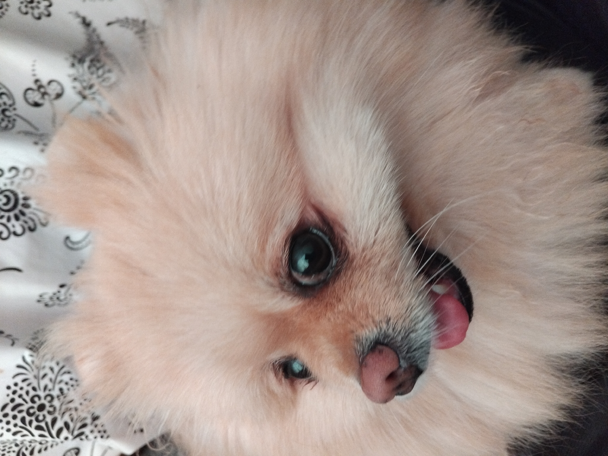 The image is a close-up portrait of a Pomeranian dog. The dog has light peach-colored fur, dark eyes, and a pink nose. Its mouth is slightly open, with its pink tongue visible. The background is blurred and appears to be fabric with a black and white floral pattern. The image does not contain any information about the city of Apriltsi, Bulgaria.