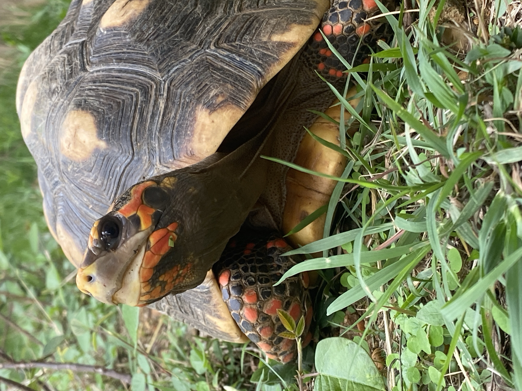 A close-up, eye-level shot captures a Red-footed tortoise (Chelonoidis carbonarius) nestled among green grass and foliage in what appears to be a natural outdoor setting, consistent with its native range in Tinaquillo, Venezuela. The tortoise is oriented diagonally, with its head extended forward and slightly to the left.
The intricate details of its carapace are visible; the scutes are dark brown to black, featuring noticeable growth rings and lighter, irregular yellowish-brown patches, particularly along the outer edges. The tortoise's head is dark-colored, strikingly adorned with vibrant orange and red scales around its eyes, cheeks, and jaw, giving it a distinctive appearance. Its dark, alert eye is clearly visible. One front leg, patterned with similar dark and orange-red scales, is partially visible under its head, resting on the earth. Lush green blades of grass and small leaves surround the tortoise, partially obscuring its body, especially on the right side. The natural lighting suggests it is daytime. There is no visible text in the image.