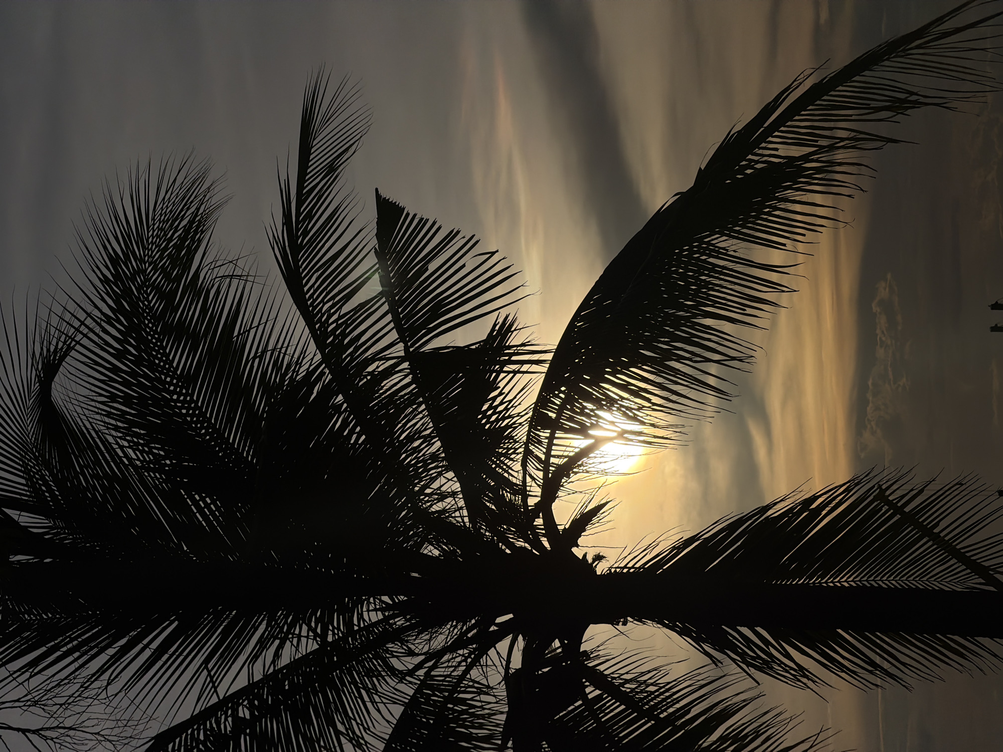 A silhouette of a palm tree stands against a cloudy sky at sunset. The sun is partially obscured by the palm fronds, casting a warm glow through the branches. The overall tone of the image is subdued, with shades of grey and yellow dominating the scene. The location is specified as Koh Phangan Subdistrict, Thailand.