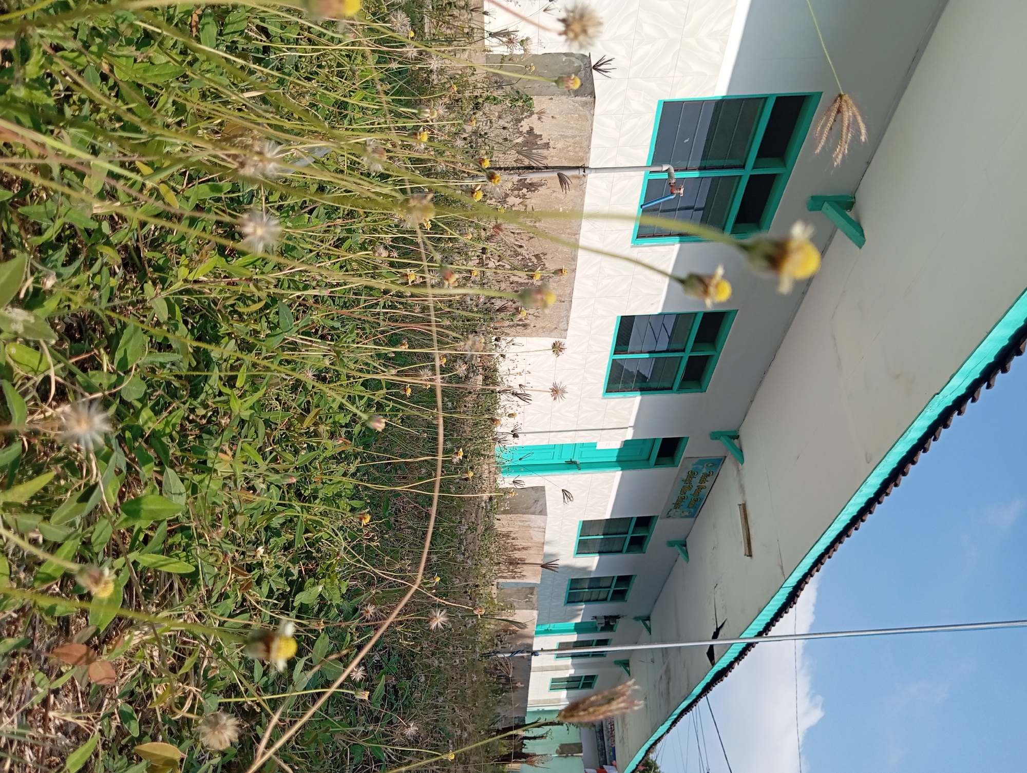 The image depicts the exterior of a building with white walls and teal-colored window frames and trim. A row of windows and doors with similar teal frames is visible along the building's facade. The building appears to be a single-story structure with a tiled roof. In front of the building, a patch of overgrown grass and small yellow and white wildflowers are in the foreground, with some of the flowers in sharp focus and others blurred. The sky above is clear and blue. A flag pole stands to the right of the building, and some electrical wires are visible in the upper right corner. Signs with Indonesian text are mounted on the wall of the building, one of which reads "Tadi Cepat Cepat Belajar, Selesai Mas Belajar." The scene is likely a school or similar public building in a semi-rural or residential area, possibly located in Pandaan, Indonesia.