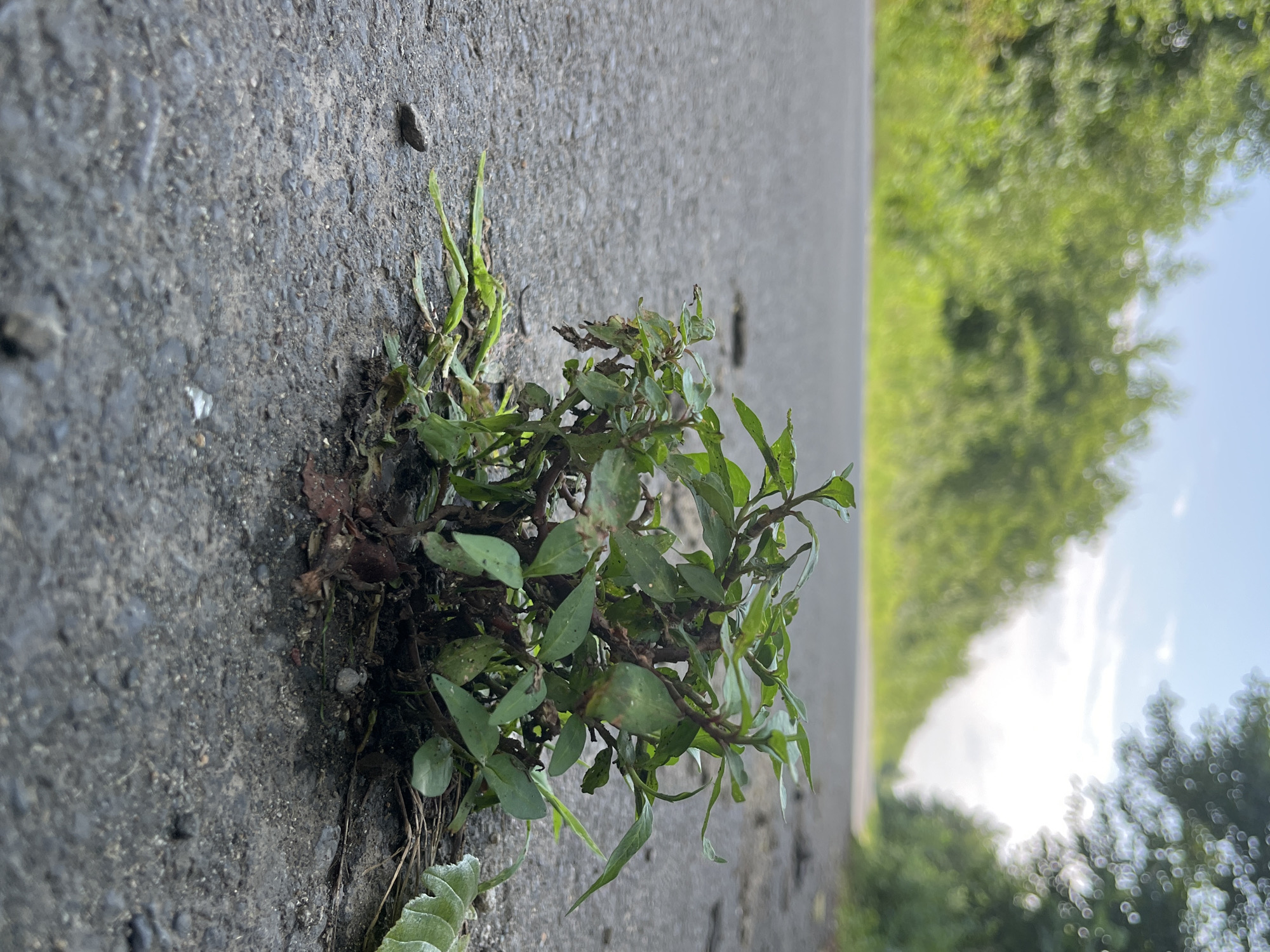 A close-up, low-angle shot captures a small cluster of green plants growing through a crack in an asphalt road. The plants are bushy with small, oval leaves and thin stems, some of which appear slightly wilted. The asphalt is dark gray and textured, with a few small pebbles visible on its surface. The road stretches into the distance, lined on both sides by blurred green foliage and trees under a bright, cloudy sky. This scene is likely located in Ureki, Georgia, given the natural landscape and the presence of a road. No people or other subjects are visible in the frame.
