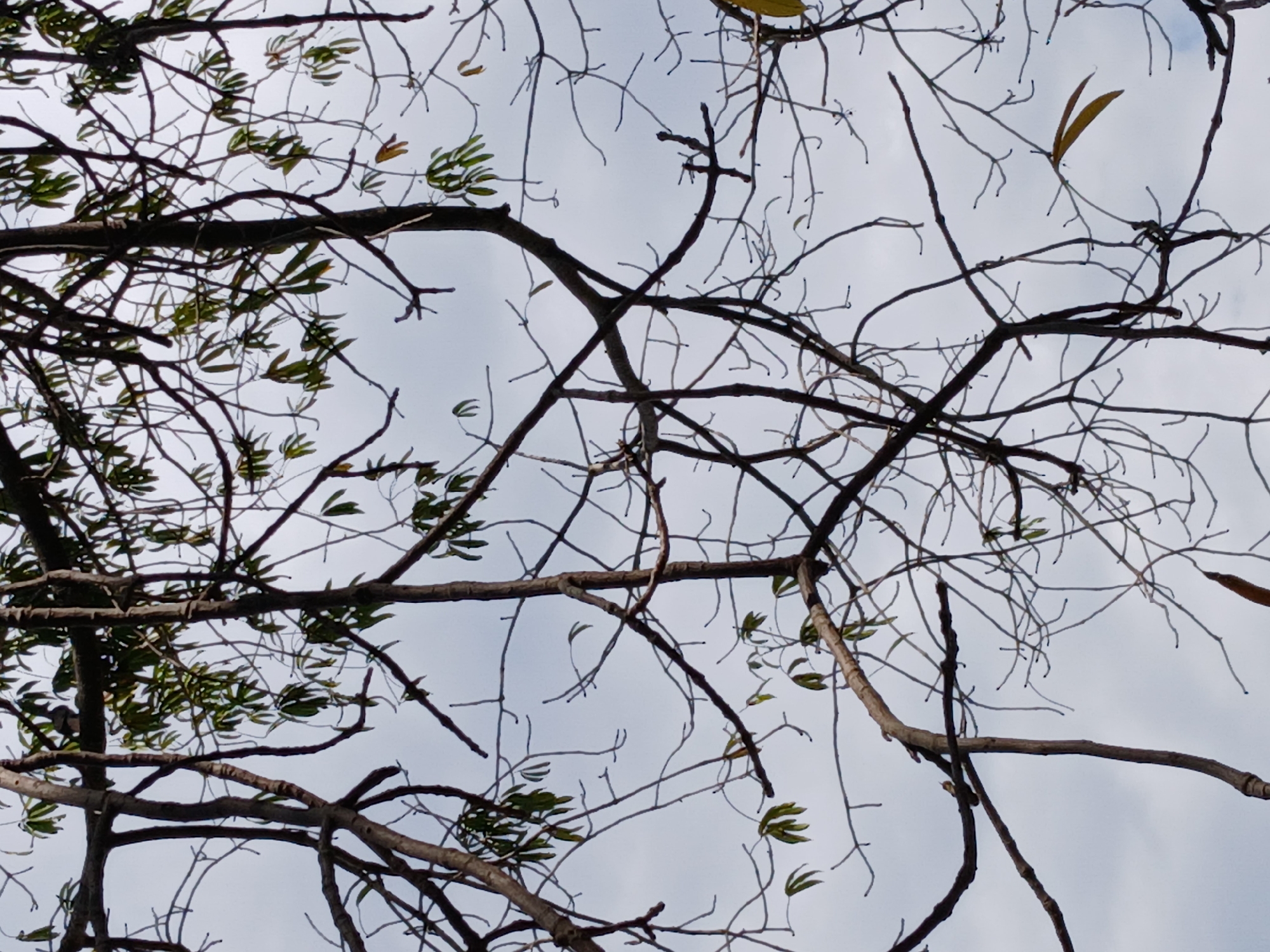 The image presents an upward-looking view through a dense network of tree branches against an overcast sky. The branches, primarily dark brown, are intricately intertwined, creating a complex, almost abstract pattern that fills the frame. Many of the finer branches are bare, appearing thin and twig-like, while other sections, particularly towards the left and scattered throughout, display clusters of vibrant green leaves. A few leaves, mostly isolated, show hints of yellow or light brown, suggesting a transitional period.
The sky in the background is a uniform light gray, indicating a cloudy or overcast day. There is no direct sunlight visible, resulting in soft, diffused lighting across the scene. No specific activity or event is taking place, and the scene is static. There are no people, animals, or man-made objects visible within the frame. No text is discernible.
The overall impression is one of natural arboreal forms, capturing the intricate structure of a tree's canopy against a muted, natural backdrop. The time of day appears to be daytime due to the ambient light, and the weather is cloudy. While the location context is given as Ciudad Guayana, Venezuela, the image itself does not contain any specific visual cues that uniquely identify this geographical location.