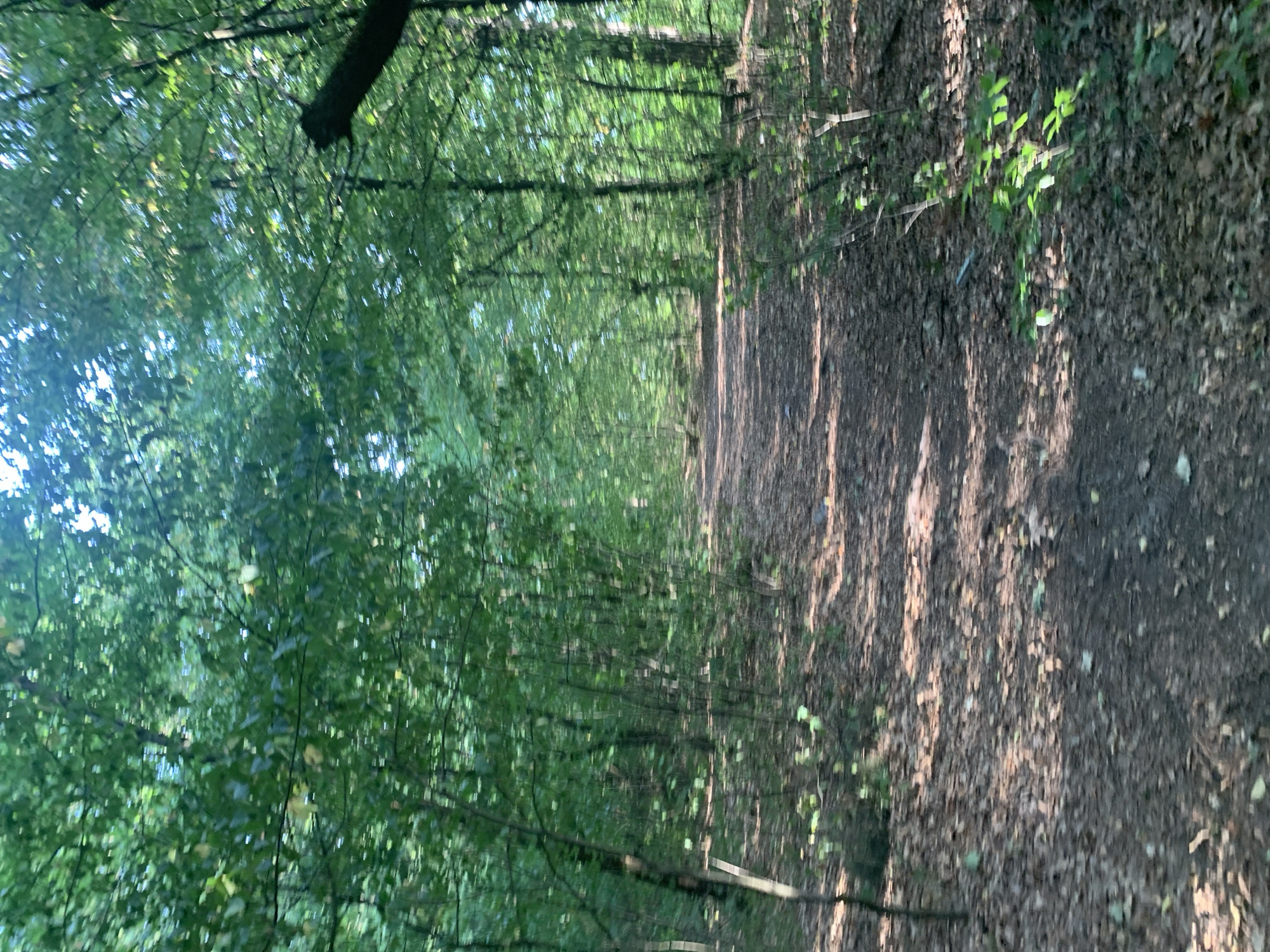 A dirt path winds through a dense, sun-dappled forest. The path is covered with fallen leaves, and dappled sunlight creates a mosaic of light and shadow on its surface. Tall trees with lush green foliage line both sides of the path, forming a canopy overhead that filters the sunlight. The overall impression is one of a serene and tranquil natural setting. The scene is devoid of people or any artificial structures.