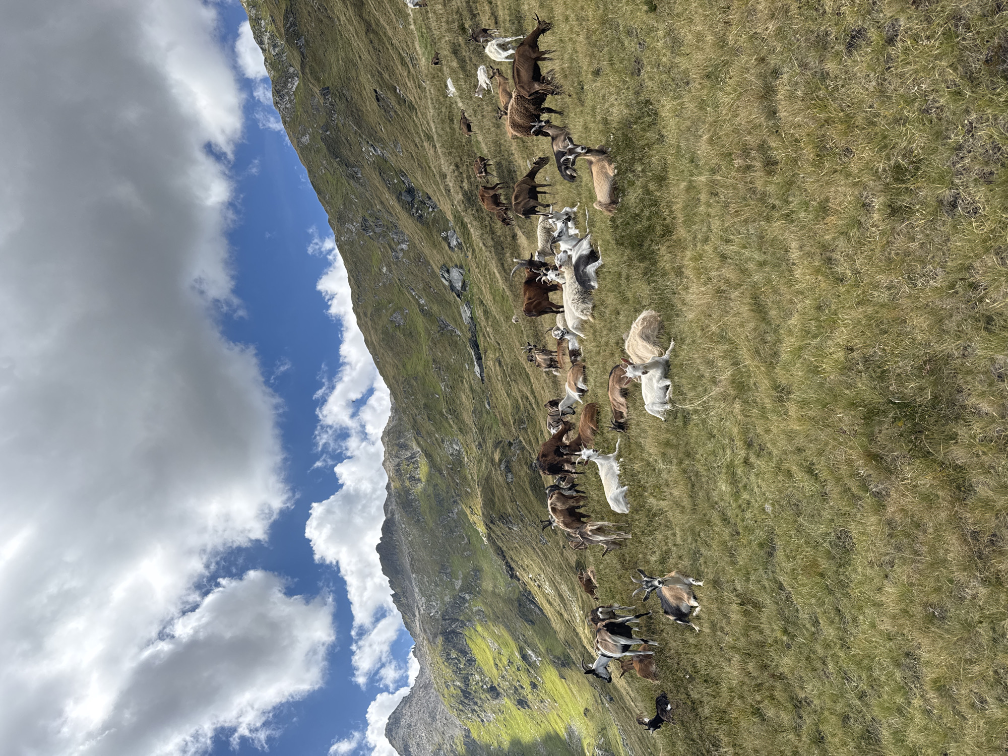 A herd of goats is scattered across a grassy mountainside under a partly cloudy sky. The goats are of various colors including white, brown, and black and white. Some are standing, while others are lying down. The terrain is steep and covered in dry grass. In the background, rugged, rocky mountains rise up, with patches of green vegetation on their slopes. The sky is a mix of blue and white clouds. The scene appears to be in a rural, mountainous area, consistent with the landscape around Airolo, Switzerland.