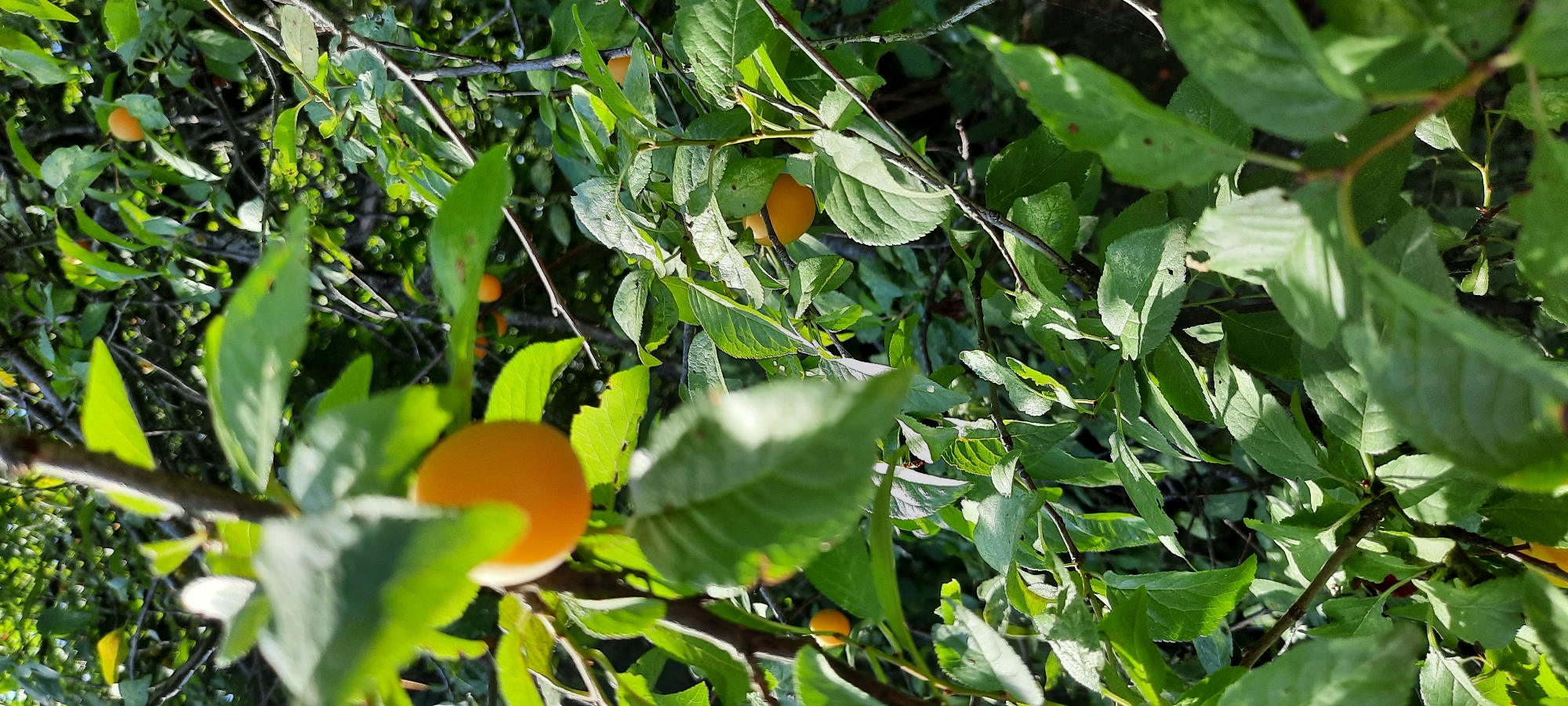 The image depicts a close-up view of branches laden with small, round, yellow-orange fruits, likely plums, surrounded by lush green foliage. The lighting suggests it is daytime, with sunlight filtering through the leaves, creating dappled shadows. The fruits appear ripe and are scattered among the leaves on thin branches. The background is a dense blur of green, indicating a natural setting, possibly a garden or orchard. The image does not contain any people, structures, or urban elements, and therefore, its specific location within the city of Astrakhan, Russia, cannot be determined from the visual information alone.