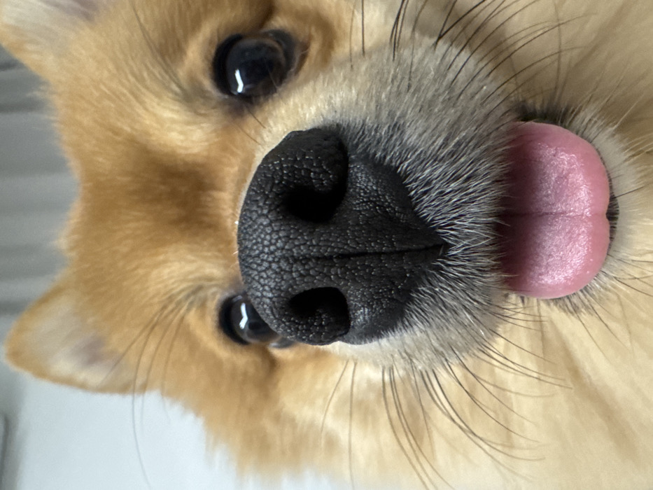 A close-up, front-facing photographic portrait depicts a small, fluffy dog, consistent with a Pomeranian, in an indoor setting within the city of Sofia, Bulgaria. The dog's face fills the frame, dominated by its prominent black, textured nose positioned centrally in the foreground. Its dark, circular eyes are visible on either side of the nose, each displaying a distinct reflection of a light source. A bright pink tongue is extended slightly from the dog's mouth, visible below the nose and muzzle. Numerous fine, dark whiskers project outwards from the muzzle. The dog's fur is predominantly tan to orange-brown, with lighter, cream-colored fur around its lower jaw and cheeks. Its pointed ears are partially visible towards the top of the frame. The background is uniformly light-toned and out of focus, indicating an indistinct, plain indoor environment. The dog appears to be looking directly at the camera.