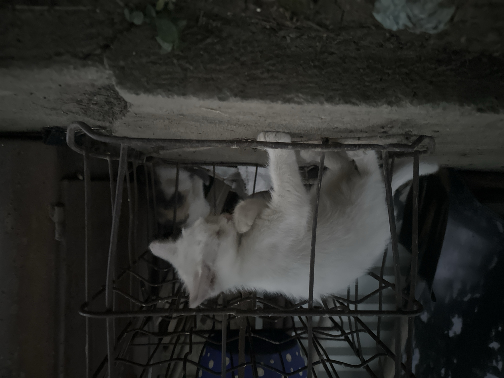 A white kitten is visible in the center of the frame, inside a dark metal cage. The kitten is facing to the right and appears to be grooming its paw. The cage is made of thick metal bars and is positioned on a concrete surface. To the left of the cage, a dark shadow is cast, possibly from foliage. The background is dimly lit and shows more of the cage structure and some blurred objects. The ground outside the cage is also concrete, with some debris and small plants visible. The overall scene suggests an outdoor setting, likely in a yard or alley. No humans are present.