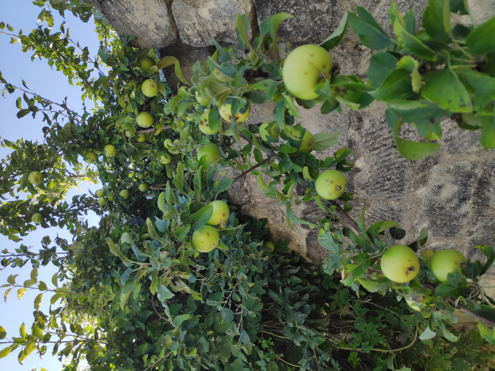 The image shows an apple tree laden with numerous unripe green apples. The tree branches are heavily laden with fruit and foliage, and some of the branches are seen reaching towards a stone wall, which appears to be ancient and textured with some moss growth. The background is a clear blue sky. There are no people or animals visible in the image. The image quality is high, with good lighting and detail. The location is specified as Gorodskoye poseleniye Belogorsk, Ukraine, suggesting a rural or semi-rural setting within the city limits.