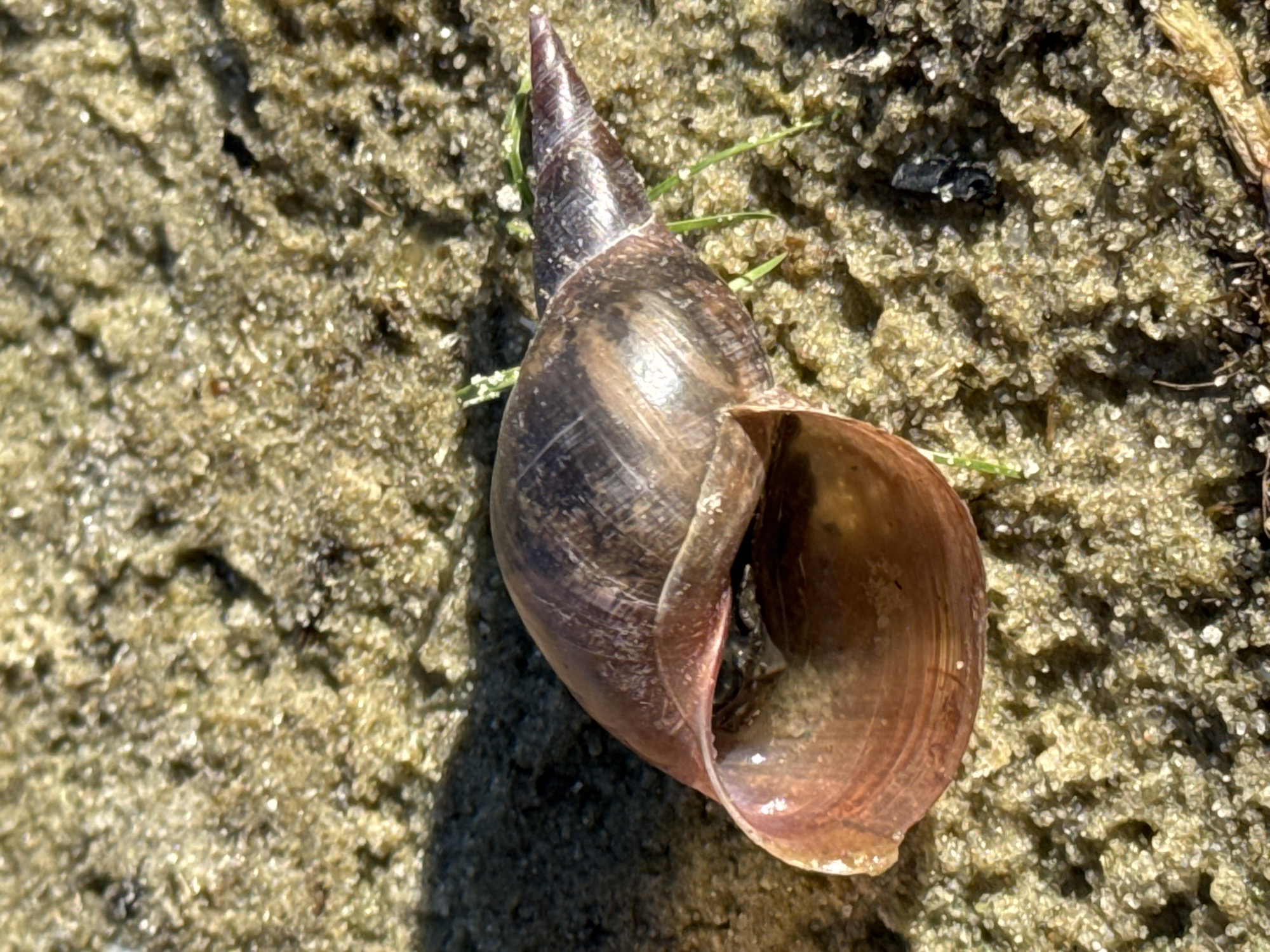 The image shows a close-up view of a dark brown, empty snail shell resting on sandy ground. The shell has a spiral shape and a wide opening that is a lighter, reddish-brown color. Some strands of green grass are visible near the shell. The ground appears to be composed of sand and small pebbles, with some darker specks that could be dirt or debris. The lighting suggests it is daytime, with a shadow cast from the shell onto the sand. The scene is outdoors and natural. There are no people or buildings visible. The location of Dnipro, Ukraine is not visually represented in the image itself.
