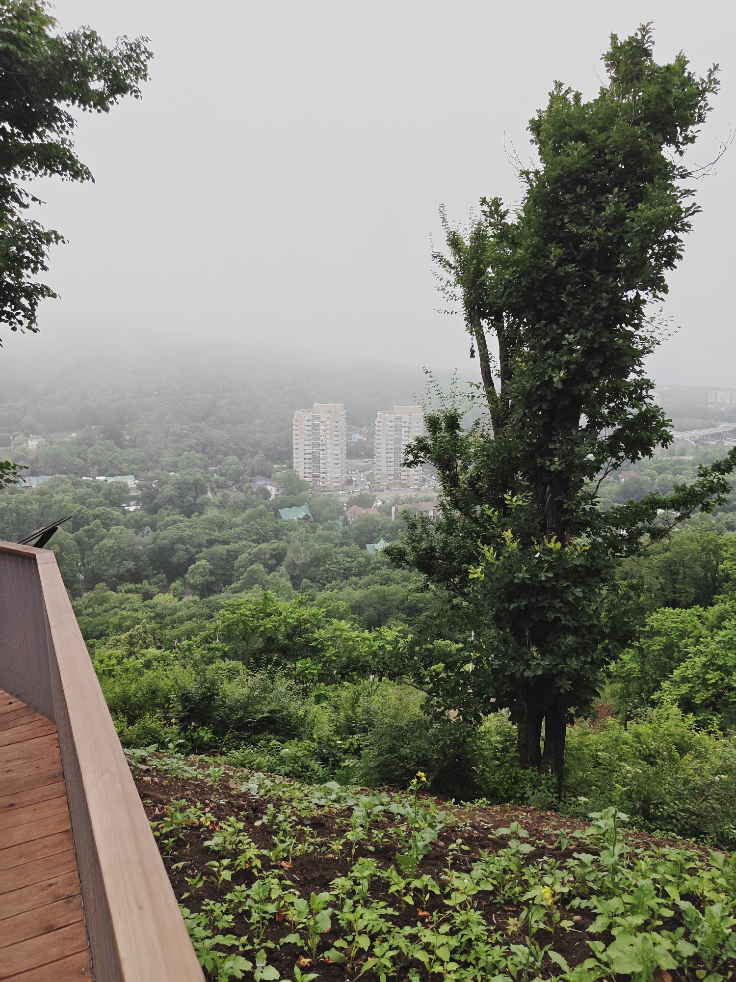 The image depicts a high-angle view of a city park in Vladivostok, Russia, likely on a foggy or overcast day. In the foreground, a wooden walkway with a brown railing curves to the left. Adjacent to the walkway is a garden bed with young green plants and a few yellow flowers. Behind the garden, a large, mature tree with dense green foliage dominates the mid-ground, its trunk appearing split. In the background, a valley filled with lush green trees stretches out, with two tall, light-colored apartment buildings visible rising above the tree line in the distance. The overall atmosphere is serene and natural, with a hint of urban development integrated into the landscape.