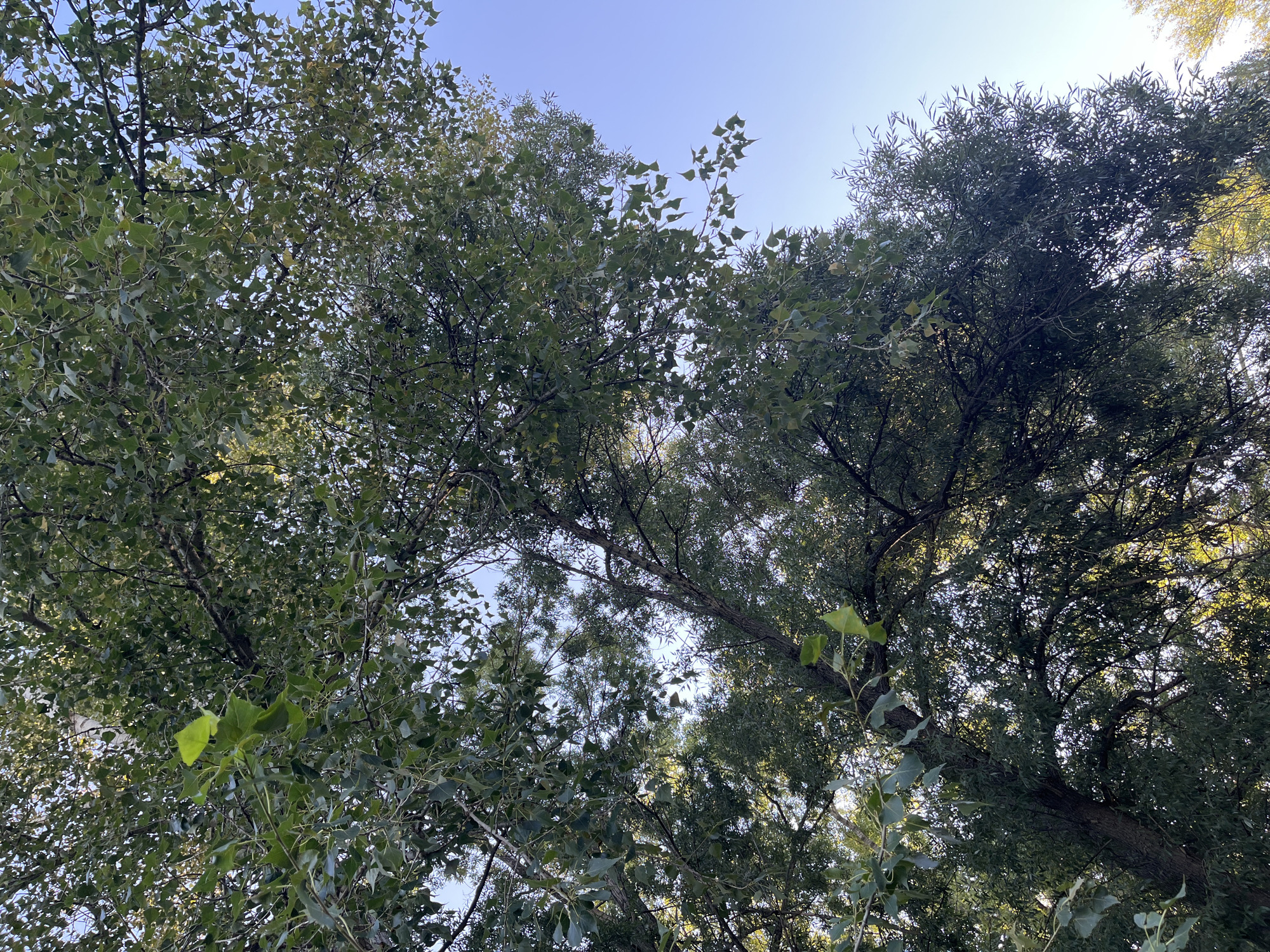 The image shows a view looking up through the canopy of a large tree with green leaves. The branches are dense and spread out, creating a textured ceiling of foliage against a clear blue sky. Sunlight filters through the leaves, creating dappled lighting effects. There are no people or animals visible in the image. The scene is natural and depicts an outdoor environment, likely a park or a wooded area within the city of Blagoveshchensk, Russia.