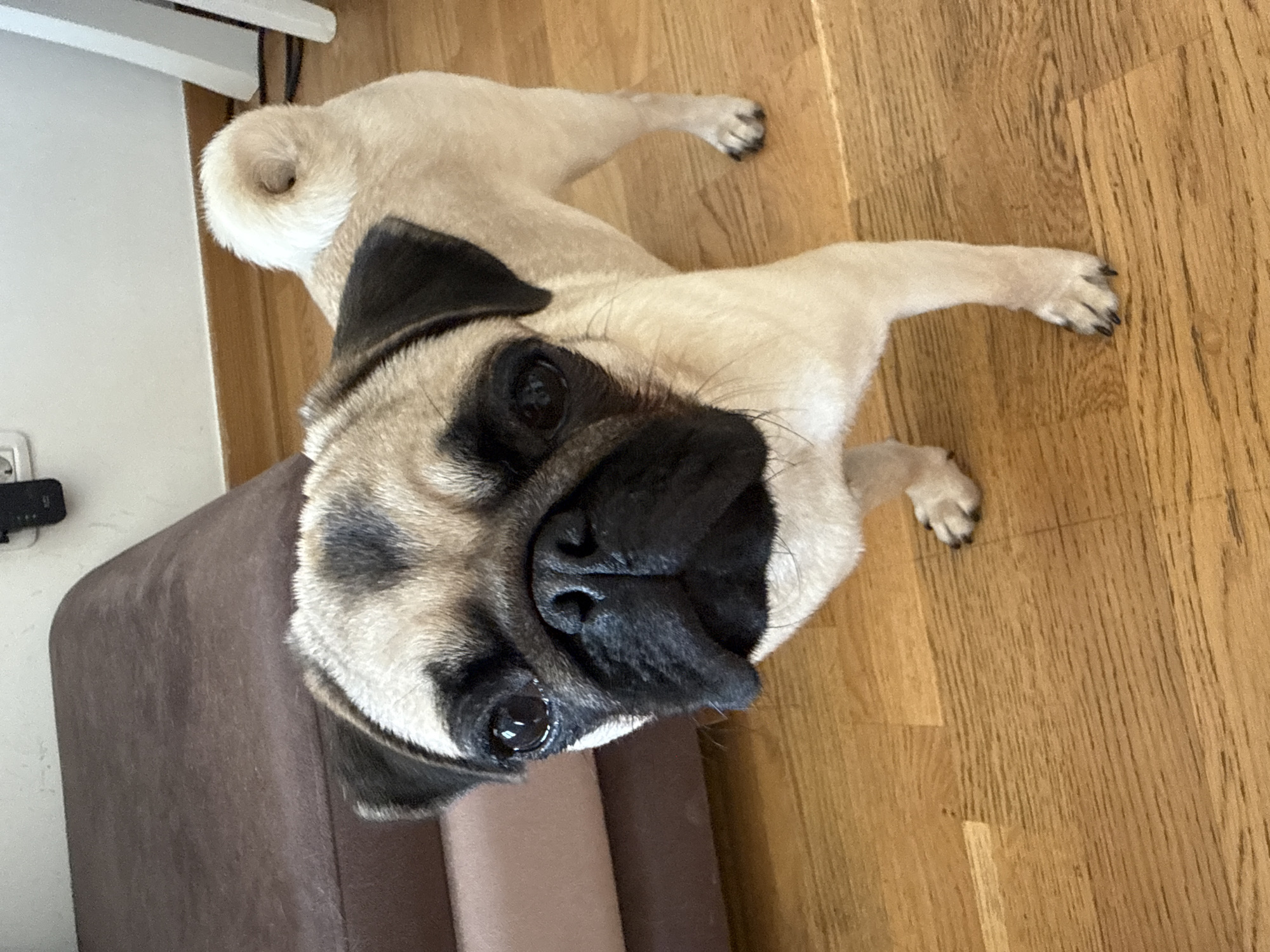 A fawn-colored pug stands on a polished wooden floor, looking directly at the camera. The pug has a characteristic wrinkled face with black markings around its eyes and ears, and a tightly curled tail. To the left, a portion of a brown upholstered bench is visible. The background consists of a white wall and a vertical white furniture leg on the right. The scene appears to be indoors, likely in a residential setting.