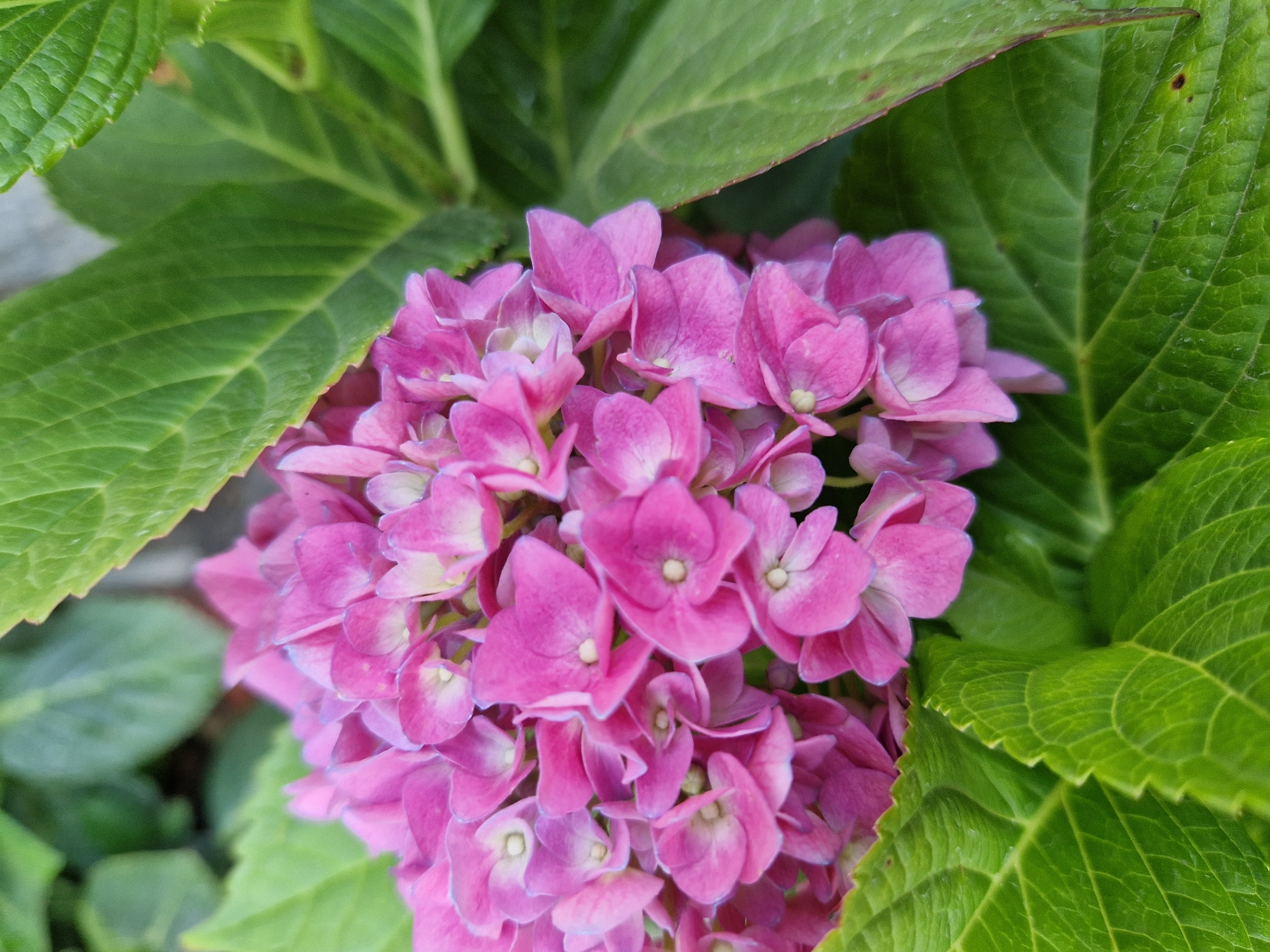 A close-up shot shows a cluster of pink hydrangea flowers and green leaves. The flowers are a vibrant pink with lighter pink and white centers. The leaves are large, serrated, and have prominent veins. The background is softly blurred, suggesting an outdoor setting.