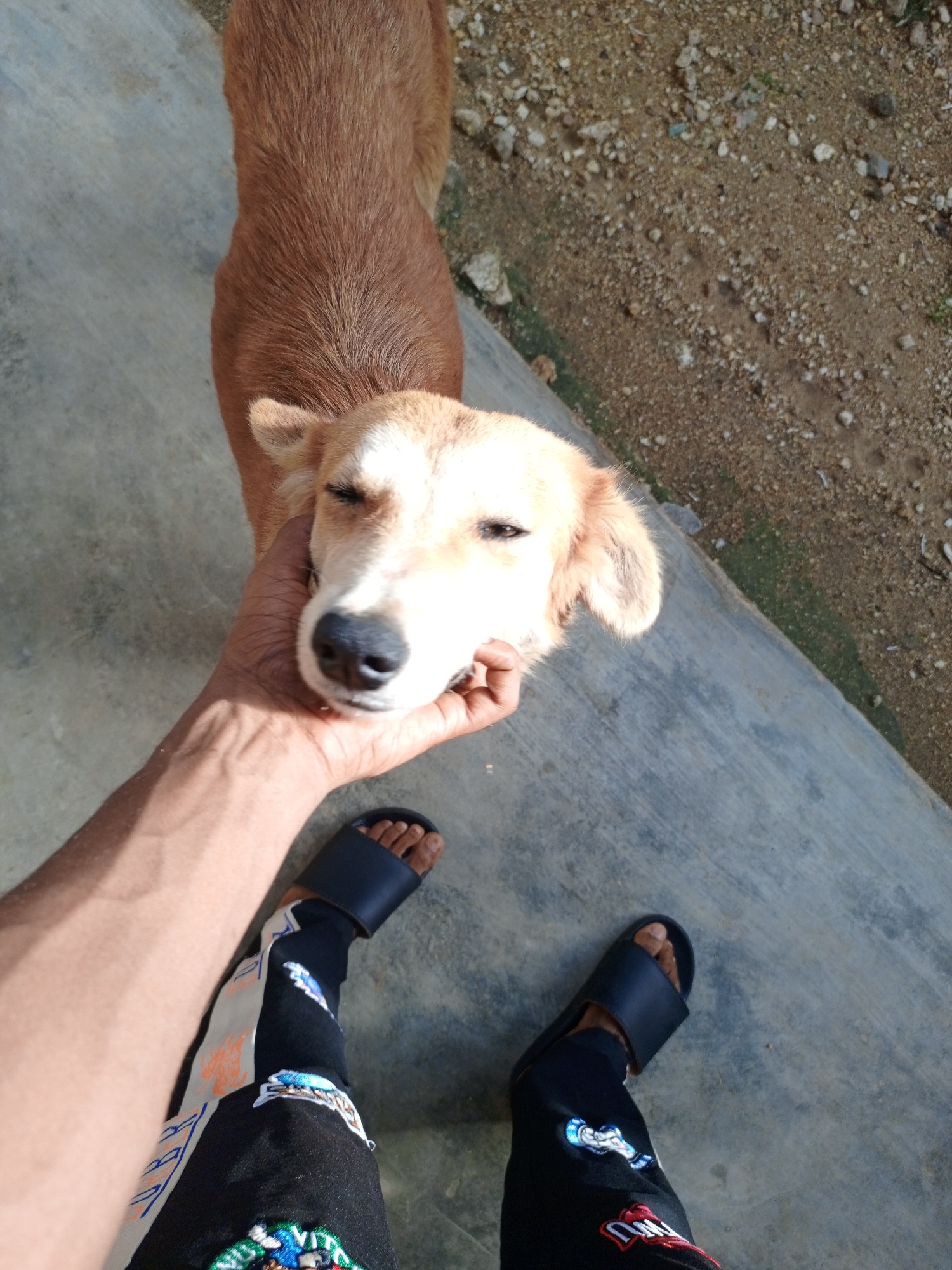 In Rukuba Road, Nigeria, a brown dog with white markings on its face is being petted by a person whose arm and legs are visible. The person is wearing black sandals and black pants with colorful embroidered designs. The dog's eyes are closed, and its head is resting in the person's hand. The ground in the image is a mix of concrete and dirt with small stones.
