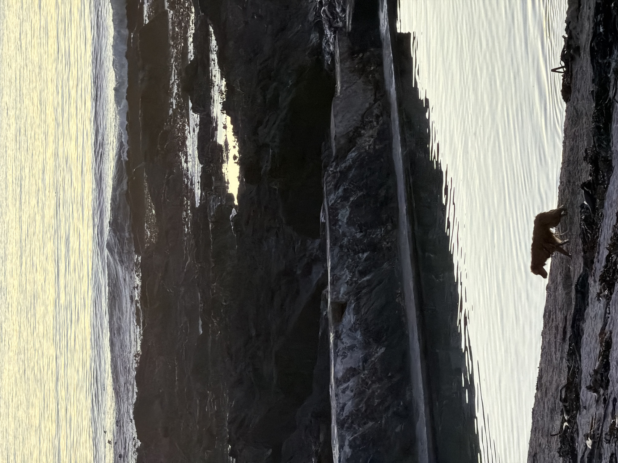 The image depicts a coastal scene in Cape Town, South Africa. Vertical rock formations are visible on the right, partially covered in seaweed and barnacles. Adjacent to the rock, a sandy beach meets the ocean. On the beach, a quadruped (possibly a dog) is visible. In the background, the ocean extends to the horizon, reflecting sunlight.