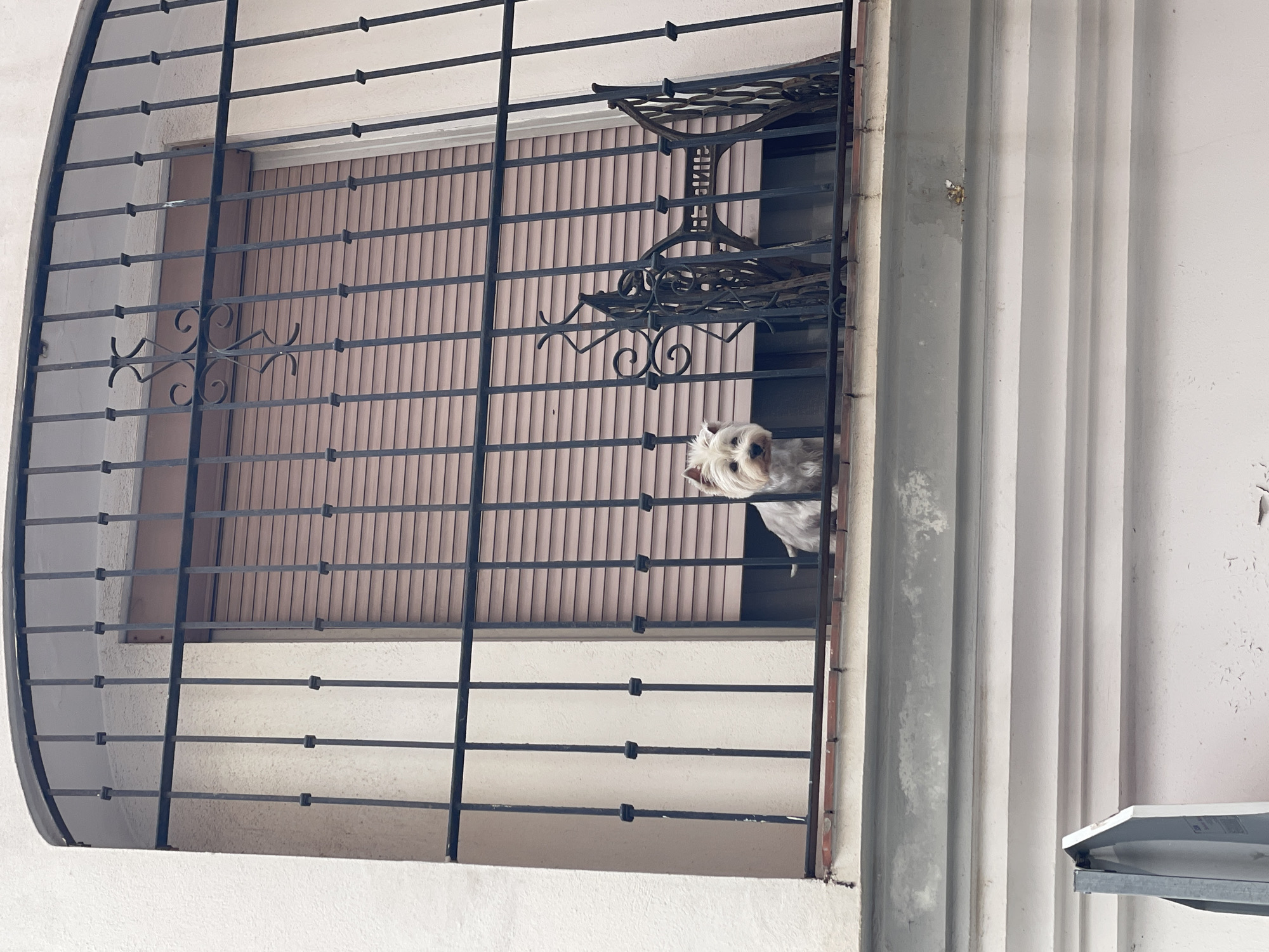 The image depicts a Yorkshire Terrier dog peeking through a black wrought-iron grate in front of a window. The window has beige, horizontal blinds. The grate is part of an arched window covering. To the right of the window, a cream-colored wall with vertical indentations is visible. The dog is small with light-colored fur and appears to be looking out. The scene is outdoors, possibly a balcony or upper floor window, given the height suggested by the perspective. The lighting suggests it is daytime, with no specific weather conditions apparent. The overall impression is a domestic scene with a curious pet. No text is visible in the image.