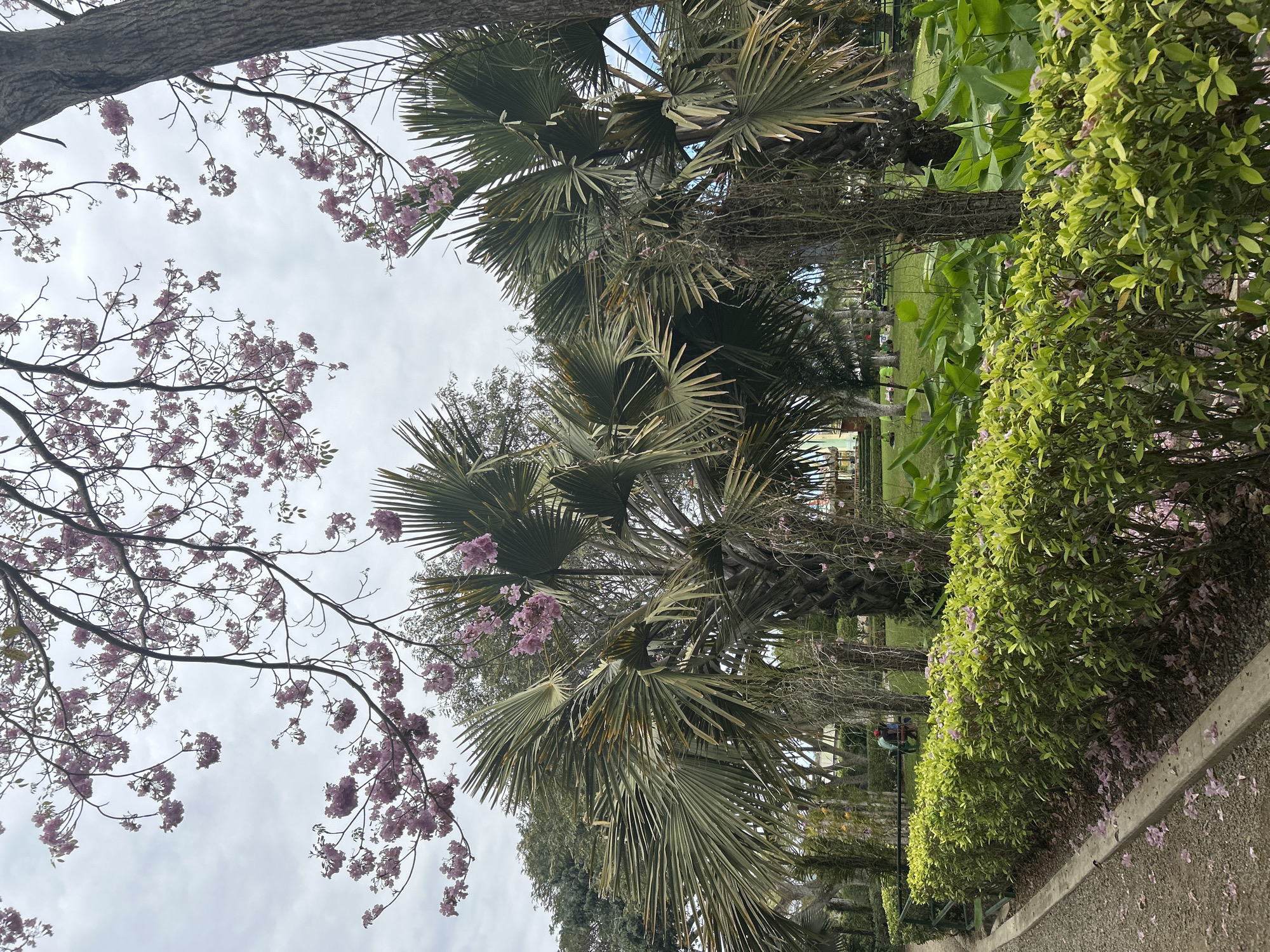 The image depicts a park setting with lush green foliage and blooming pink flowers. In the foreground, a neatly trimmed hedge runs along a gravel pathway. Beyond the hedge, several palm trees with large, fan-shaped leaves are visible. In the background, more trees and manicured lawns can be seen, with a few people scattered throughout the park. The sky is overcast, suggesting a cloudy day. The overall scene conveys a sense of tranquility and natural beauty. The image does not provide any specific information about the location in the city of Tanubada, Papua New Guinea.
