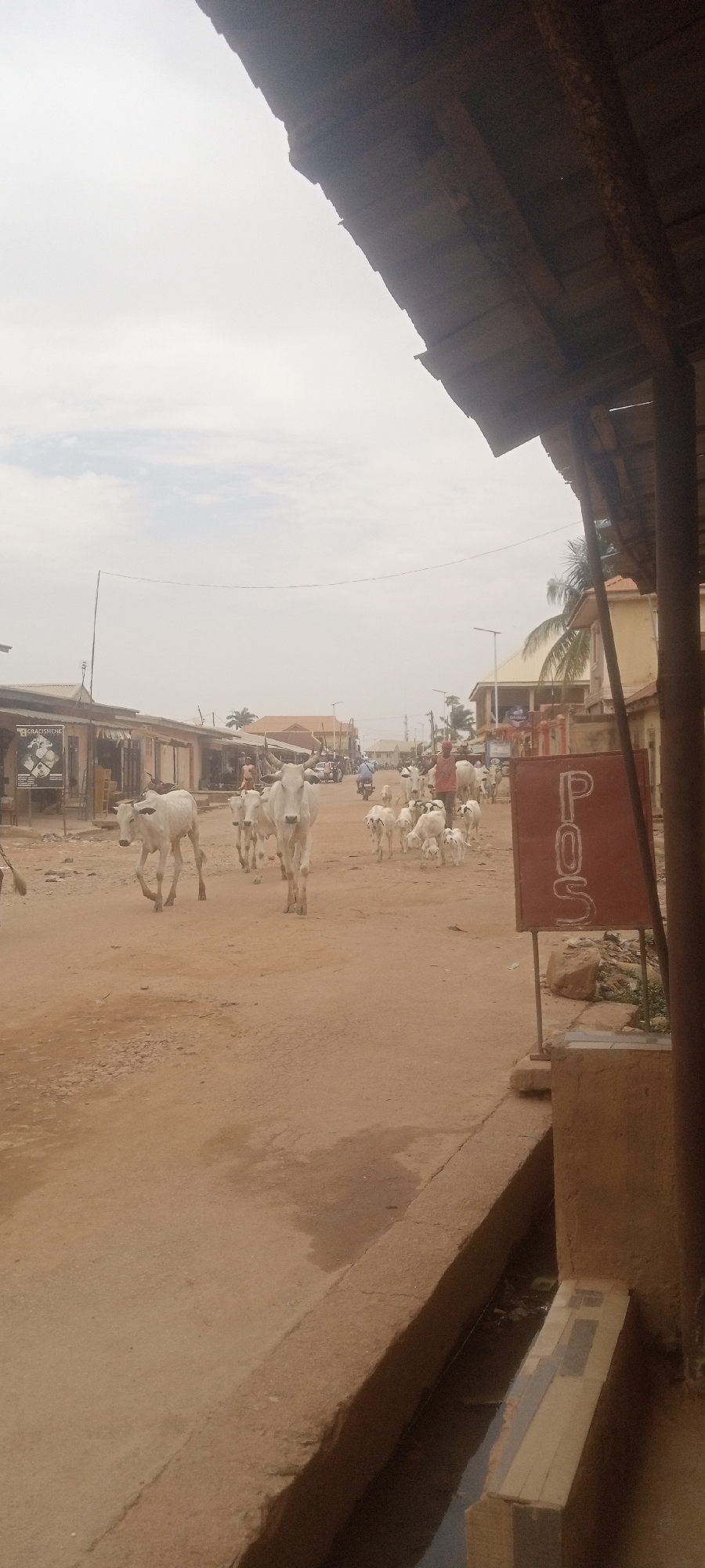 A herd of predominantly white cattle is walking down a dirt road in Sabon Tasha, Nigeria. Several buildings, some with signs, line both sides of the road. A man, wearing a red shirt and what appear to be black shorts, is walking behind the herd. Other people and motorcycles are visible in the background. A red sign with white lettering “POS” stands to the right side of the road near a concrete structure. An overhanging roof provides partial cover to the right side of the image. The sky is overcast.