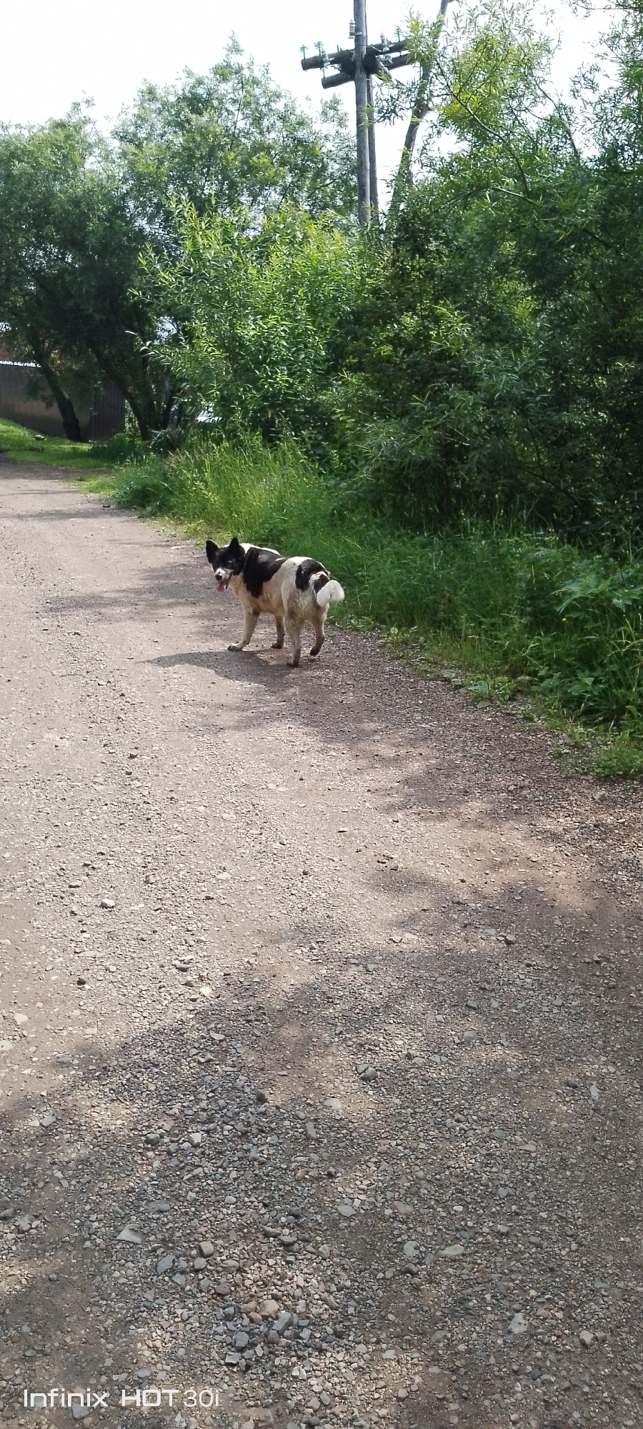 A medium-sized dog with black and white patches stands on a gravel road, looking back at the camera with its tongue out. The dog is positioned on the right side of the road, with its body angled slightly away from the viewer. The road is flanked by lush green vegetation on the right and a fence and trees on the left. In the background, a utility pole with wires is visible amidst dense foliage. The scene appears to be in a rural or semi-rural setting. The image is a vertical shot taken in daylight, with shadows indicating the sun's position. The lower left corner of the image displays the watermark "Infinix HOT 30i". The location is the city of Kedrovy, Russia.