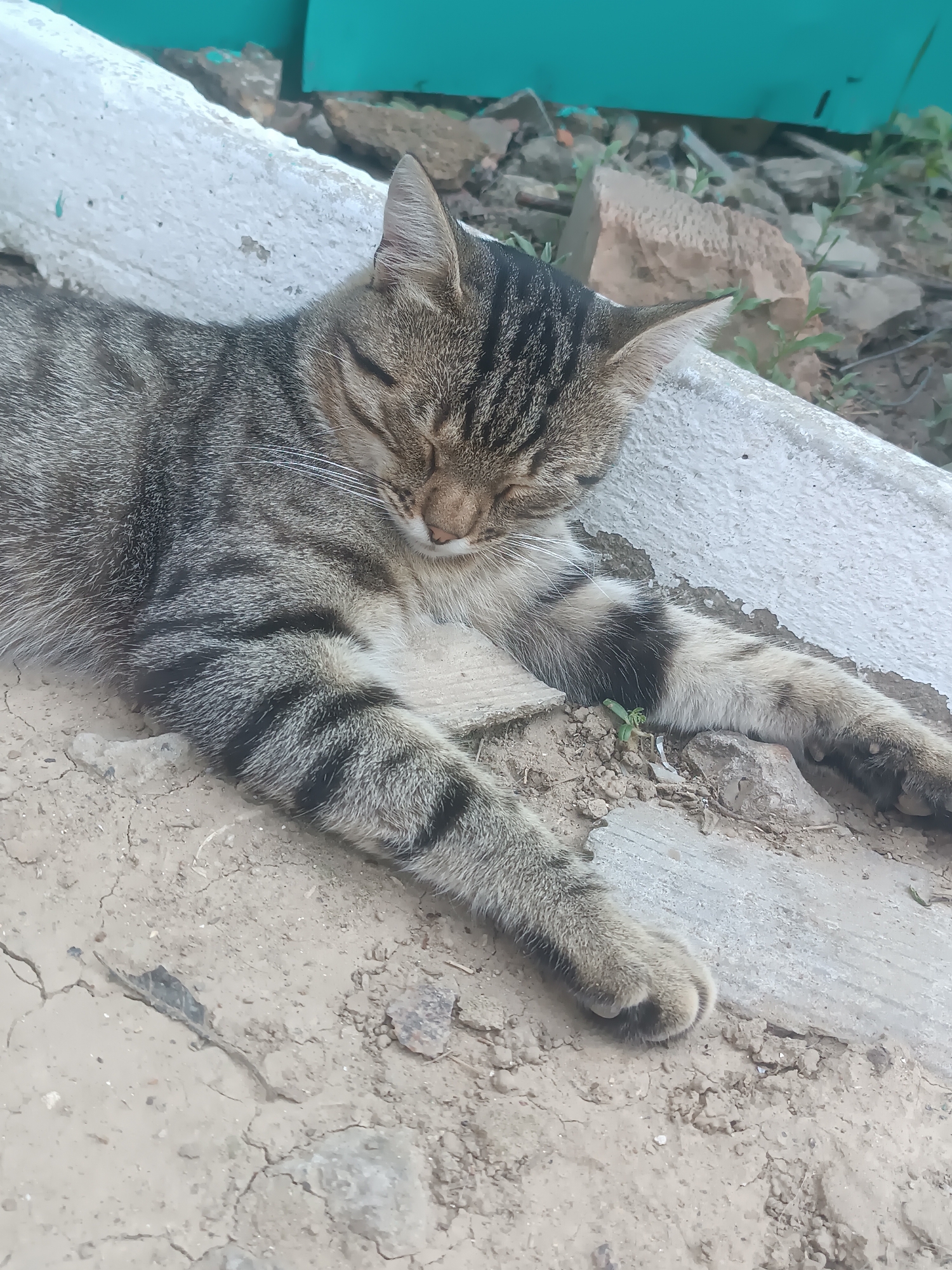 A tabby cat lies sleeping outdoors on a concrete surface. The cat is mostly grey and black with some white markings on its belly and paws. Its eyes are closed and its body is stretched out. In the background, there are some rocks, green plants, and a teal colored structure. The ground is composed of dirt and cracked concrete.