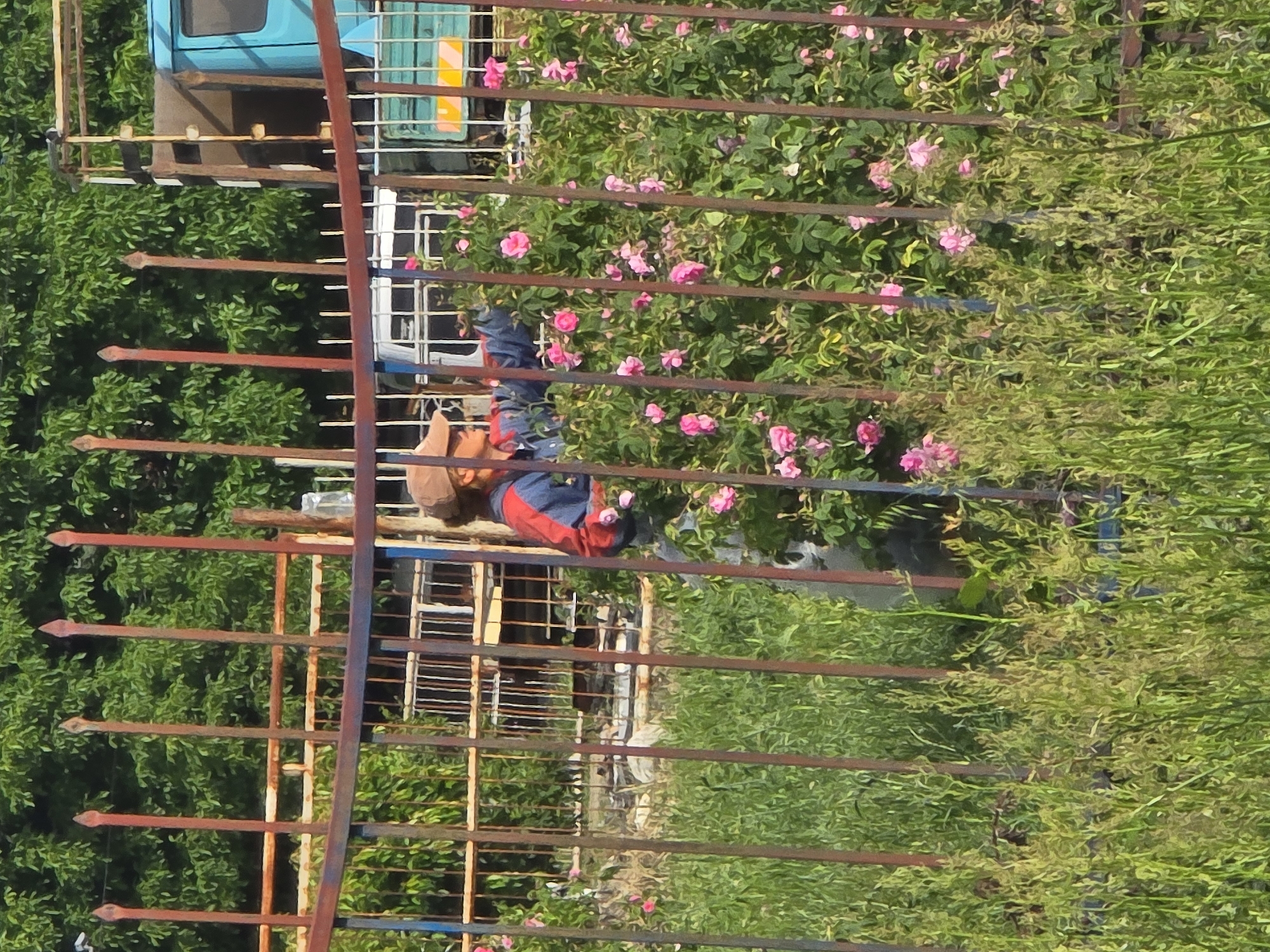 This image depicts an outdoor scene in Karnare, Bulgaria, characterized by a prominent rusted metal fence in the foreground. The fence features vertical bars with pointed finials and horizontal support beams, exhibiting remnants of faded blue paint. Tall, green grass and weeds grow abundantly around the base of the fence.
Behind the fence, a person is partially visible, positioned next to a large, dense rose bush covered in numerous pink blooms. The individual wears a light-colored baseball cap, sunglasses, a red and blue long-sleeved shirt or jacket, and light-colored pants. One hand is extended towards the rose bush, suggesting an action of tending to the flowers, such as pruning or picking.
In the midground, beyond the person and rose bush, further metallic fencing and industrial-like structures are discernible. To the right, a light blue truck, possibly a flatbed or utility vehicle, is parked, displaying yellow and black markings on its rear section. A white vehicle is partially obscured further to the left behind the primary fence. The background is dominated by a dense canopy of lush green deciduous trees, indicating a treed area beyond the structures. The scene is illuminated by daylight, casting natural light upon the elements.