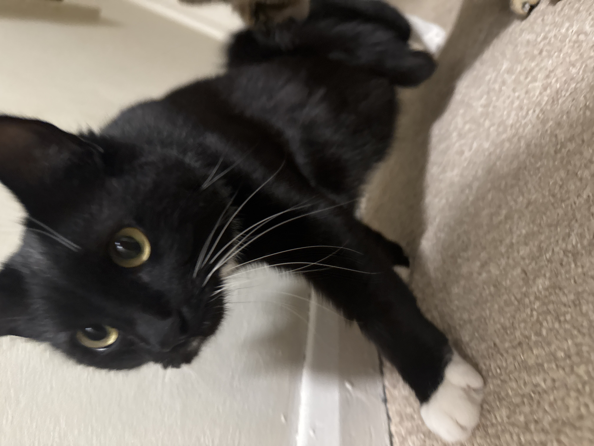 A black cat with white paws and whiskers lies on a carpeted floor next to a white wall. The cat is looking up at the camera. The location in the city of Desborough, United Kingdom, is unknown.
