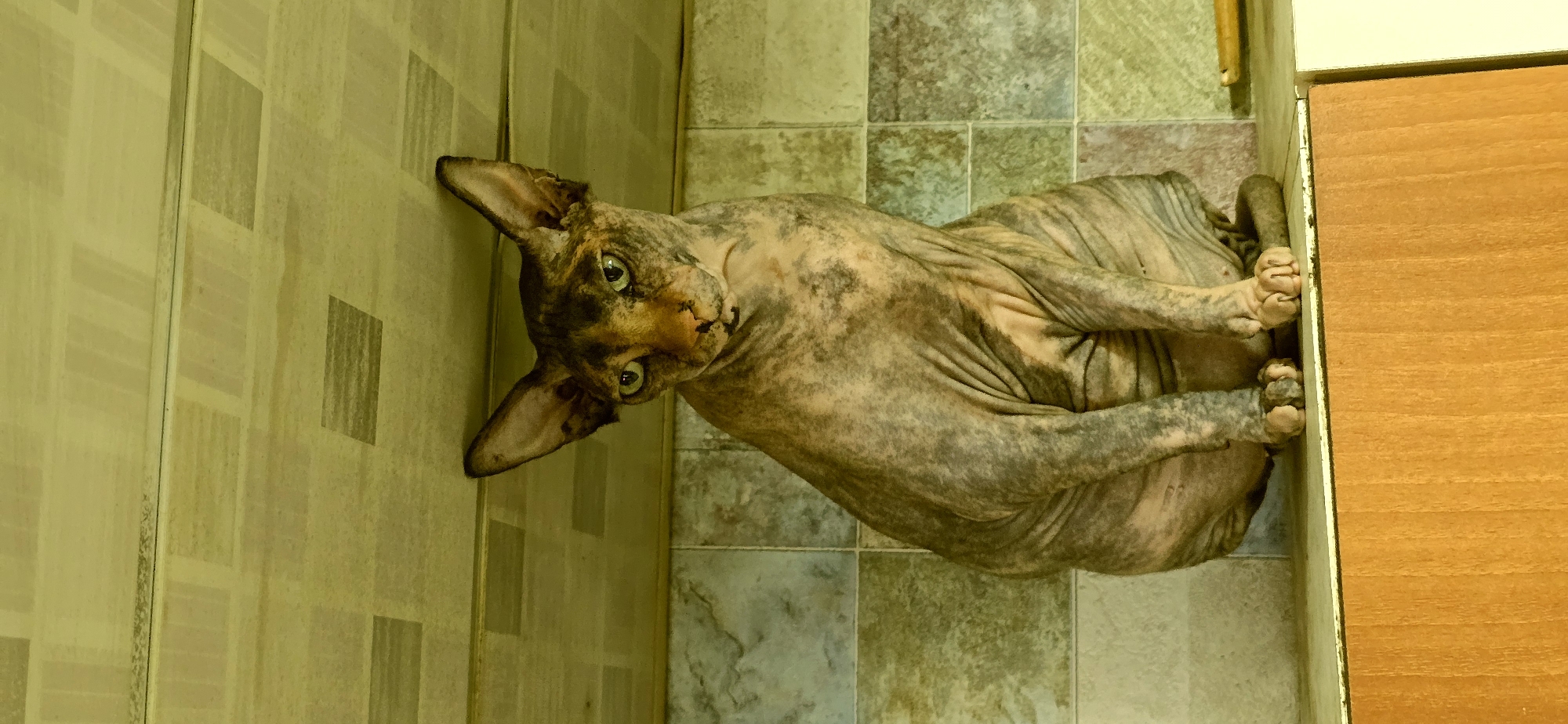 A hairless cat with mottled grey and tan skin sits on a ledge in front of a tiled wall. The cat is facing forward with its head tilted slightly to its left and its green eyes are looking directly at the camera. The cat has large, pointed ears and wrinkles on its skin. The ledge appears to be made of wood and the wall behind it is tiled with square tiles of varying shades of grey and beige. The ceiling above the wall has a similar tiled pattern in pale yellow and beige. The overall scene is likely an interior domestic setting. There is no indication of the city of Baku, Azerbaijan.