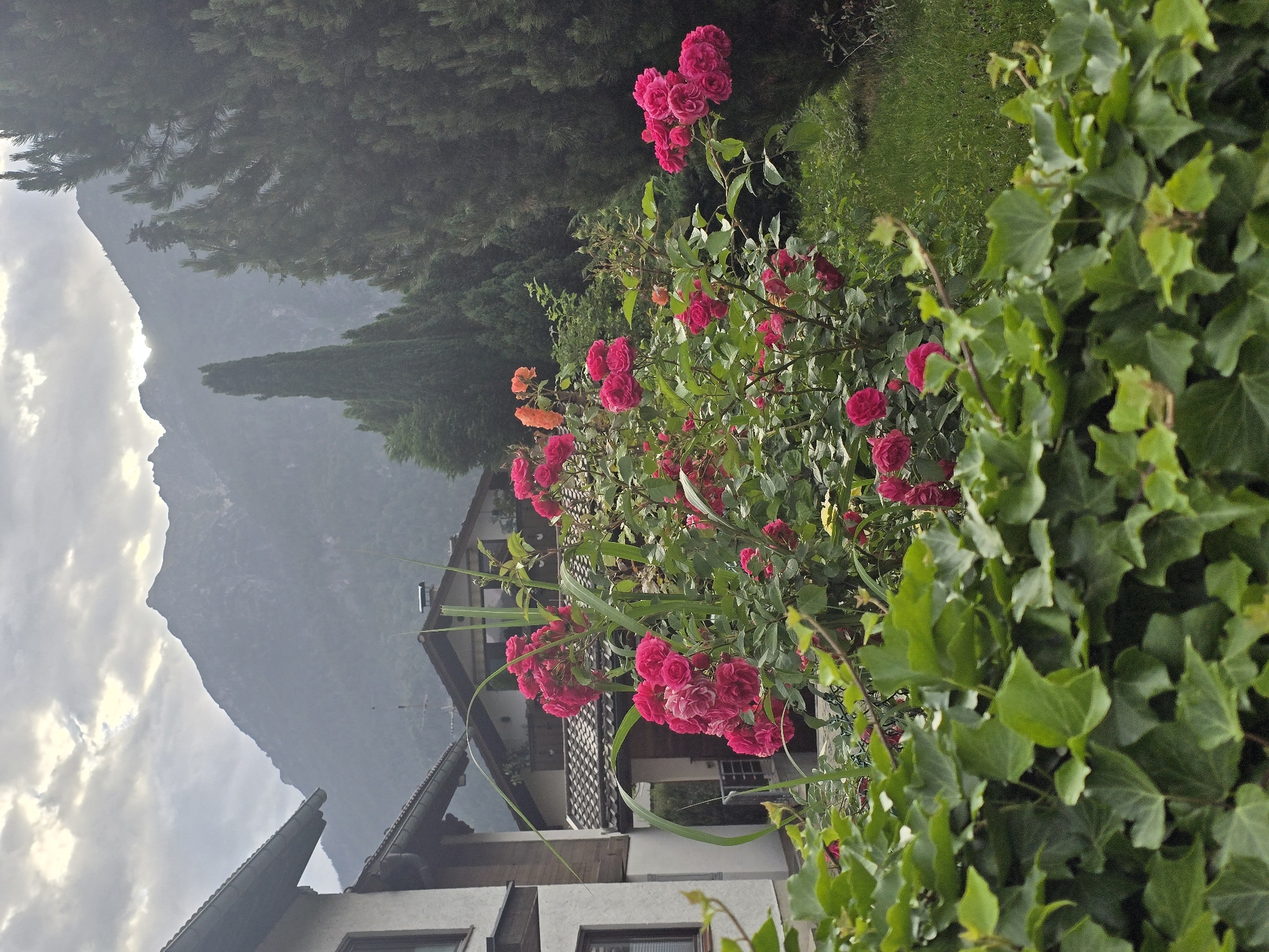 In Garmisch-Partenkirchen, Germany, a vibrant scene unfolds with a focus on a blooming rose bush in the foreground. The bush, laden with bright pink and some orange roses, is nestled behind a dense, leafy green hedge. Behind the roses, a residential area is visible, featuring houses with characteristic steeply pitched roofs, typical of the Bavarian architectural style. One house, on the left, displays a light-colored facade with dark trim around the windows. Further back, another house features a dark tiled roof and a chimney. The backdrop is dominated by a majestic, misty mountain range, its peaks softened by atmospheric haze. Tall, dark green cypress trees stand prominently on the right, adding depth and contrast to the landscape. The sky above is overcast with diffused light, suggesting either early morning or a cloudy day. The overall impression is one of natural beauty and peaceful, alpine village life.