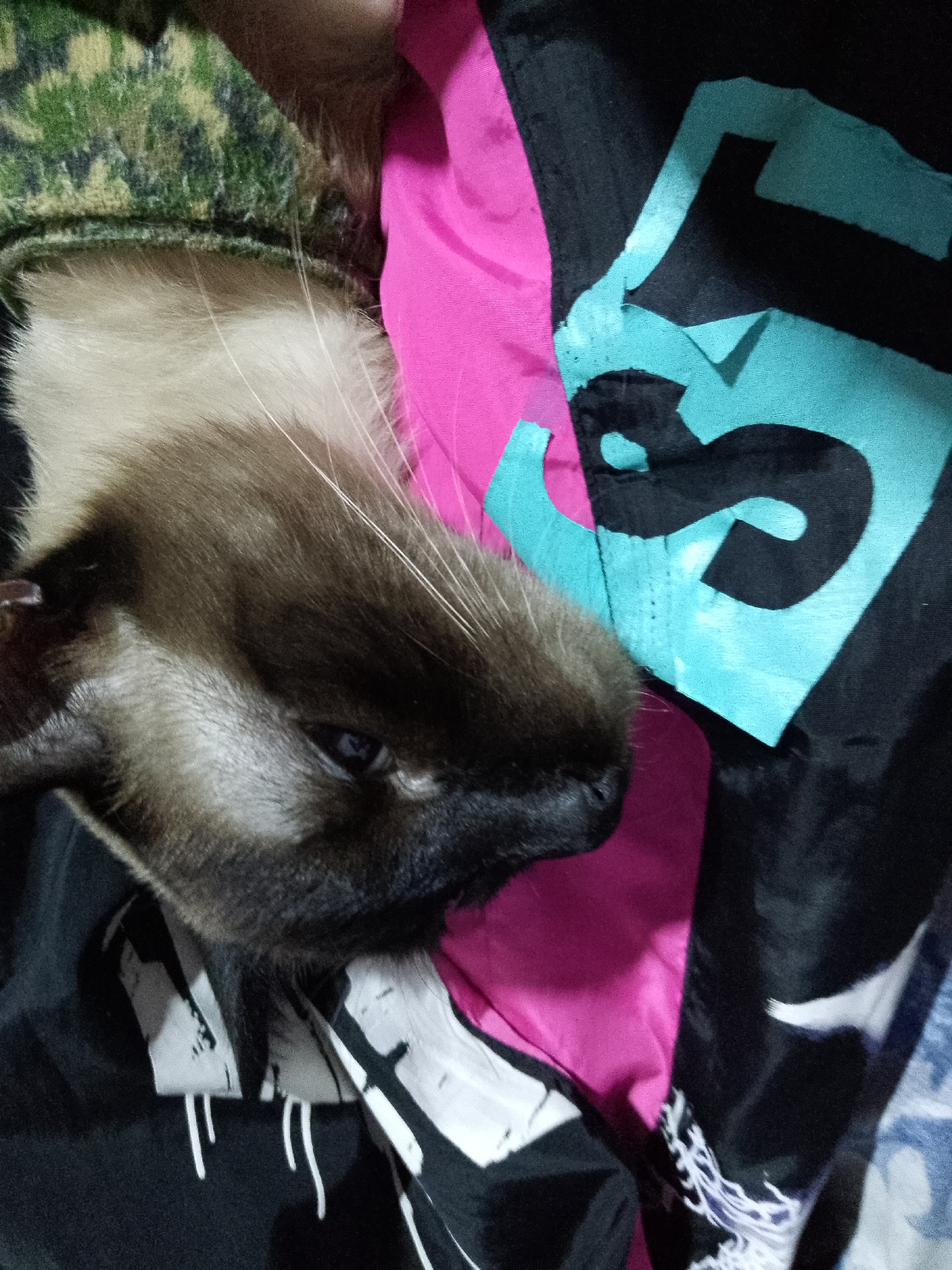 A close-up photograph shows a Siamese cat lying on a patterned surface, likely indoors. The cat's face, with its dark brown muzzle and blue eye, is the primary focus. The background is a mix of materials: a green camouflage fabric is visible near the cat's head, along with pink and black fabric featuring a turquoise letter "S". The cat appears to be resting or sleeping. The photograph was taken in the city of Porlamar, Venezuela.