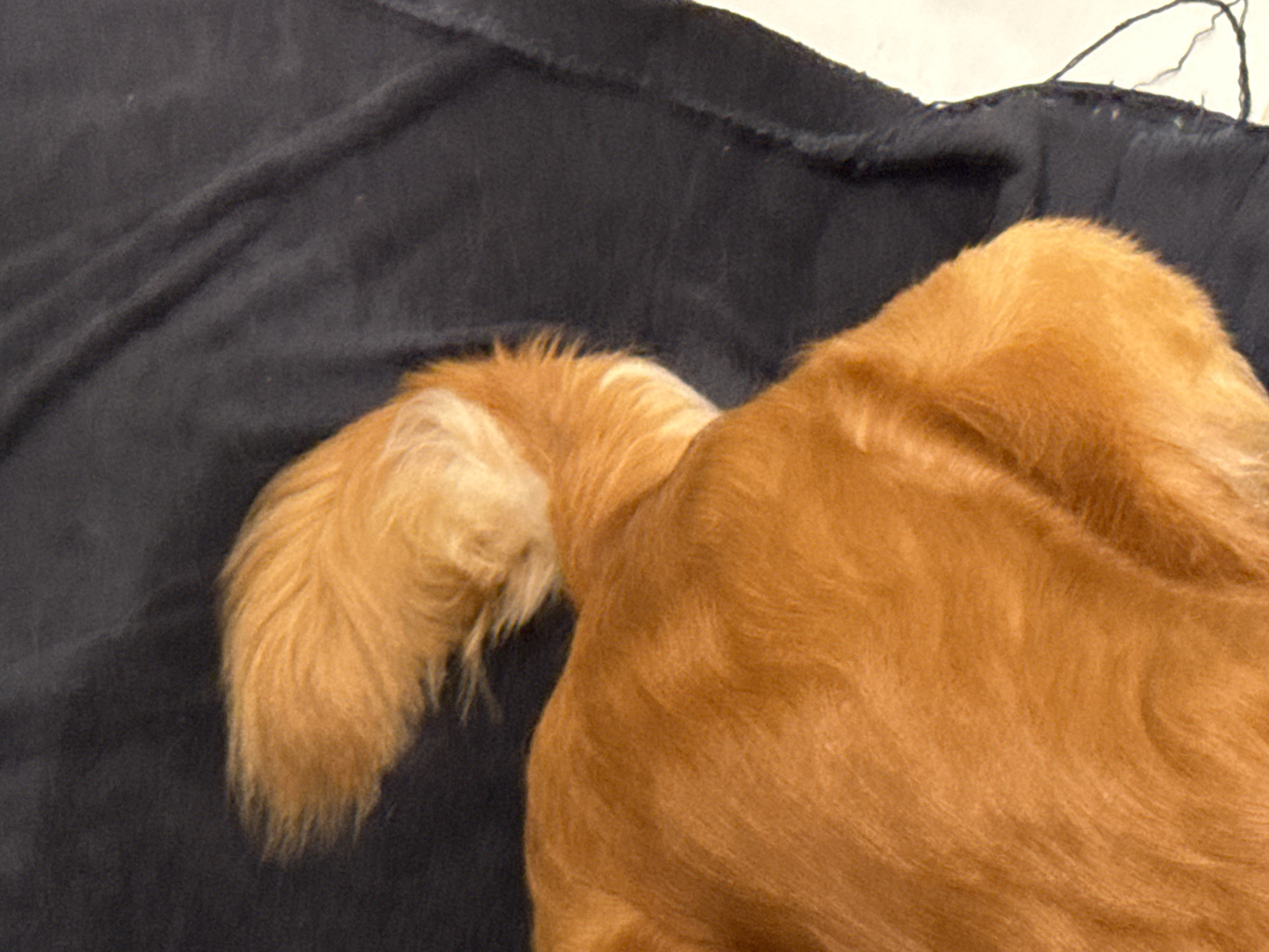 A close-up, overhead shot shows the back and tail of a golden-colored dog lying on a dark fabric surface. The dog's fur is fluffy and appears healthy. The tail is bushy and curves slightly upward. The dark fabric is textured and appears to be a blanket or similar material. The image is well-lit, highlighting the texture and color of the dog's fur and the fabric. The scene is static and peaceful. The location is unknown.