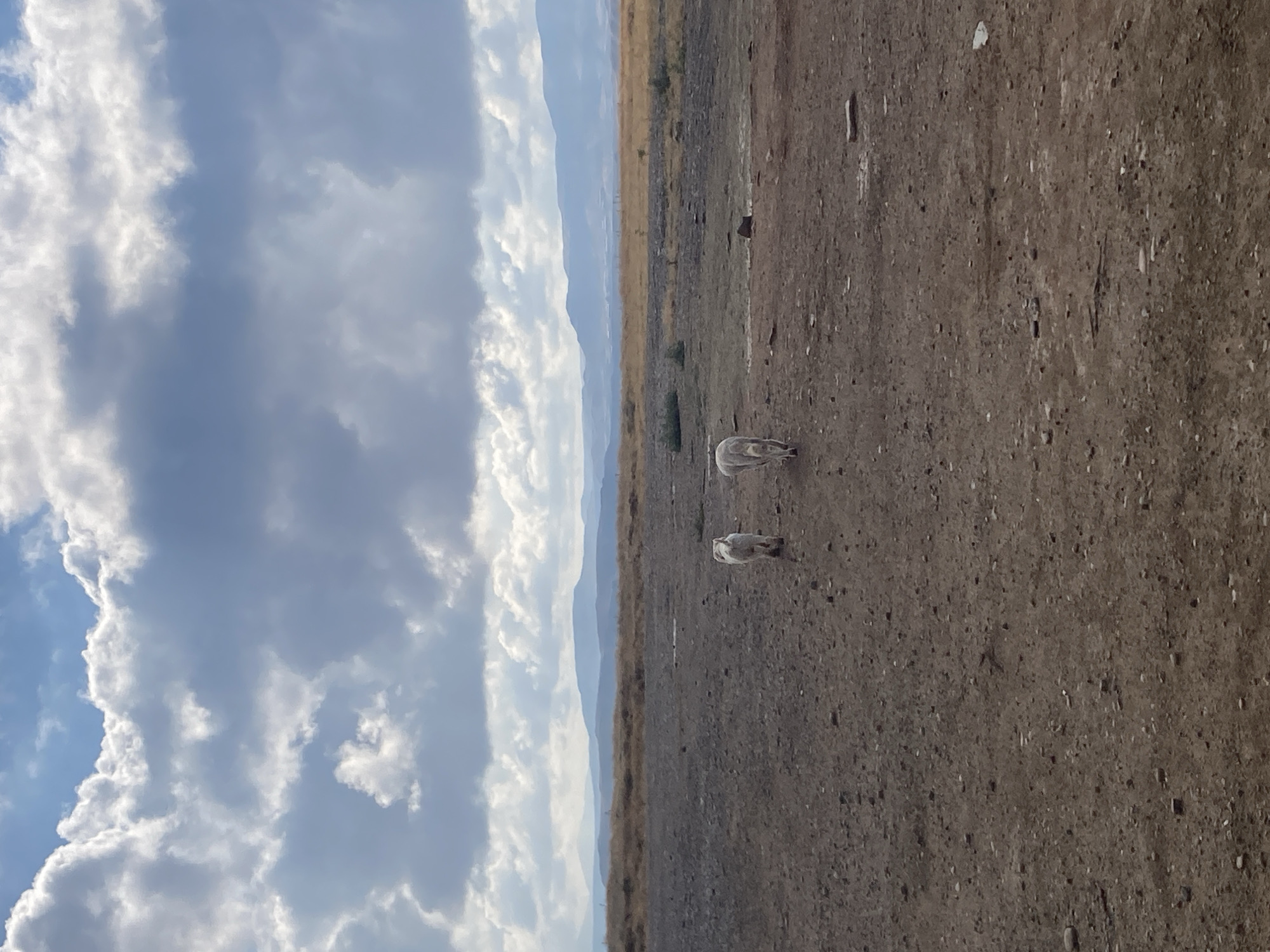 In the city of Avanos İlçe Merkezi, Turkey, two white alpacas are walking across a barren, rocky, dirt field under a cloudy sky. The field is mostly brown with scattered rocks and patches of dry vegetation. In the background, a range of blue mountains stretches across the horizon under a sky filled with dramatic, grey and white clouds. The scene appears to be outdoors in a rural or natural setting.
