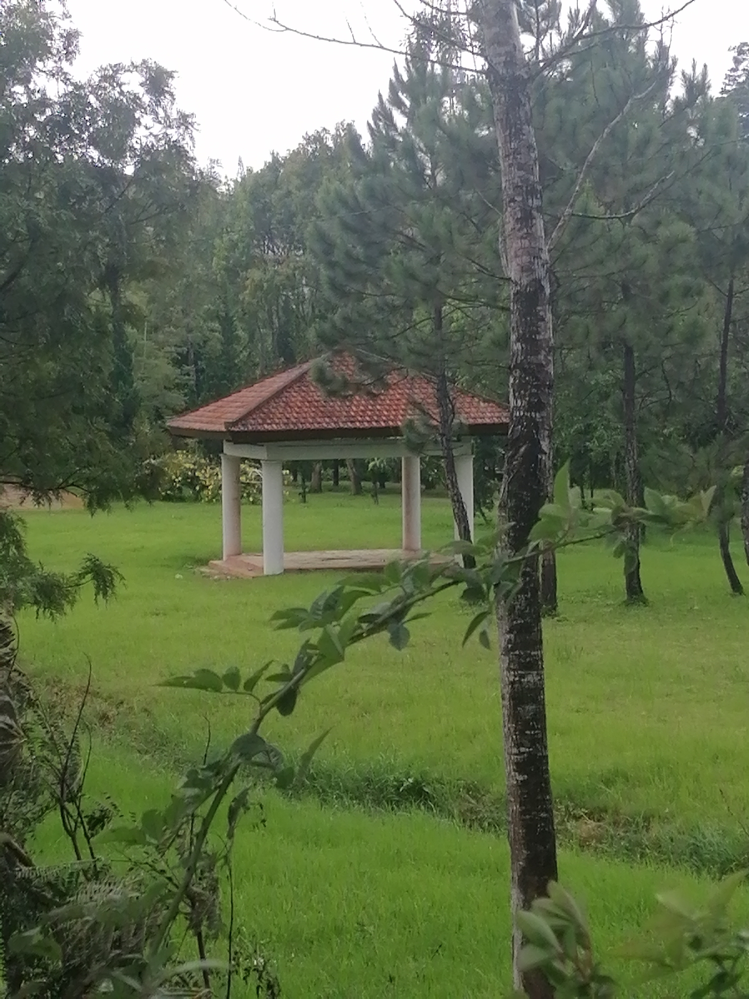 A gazebo with a red tiled roof and white pillars stands in a lush green grassy clearing. The gazebo is surrounded by tall evergreen trees and other foliage. In the foreground, a tree trunk with textured bark is visible, with leaves and branches extending into the frame. The sky is overcast and light. The scene appears to be in a park or natural setting. The image does not contain any people or specific identifiable landmarks of Da Lat, Vietnam.