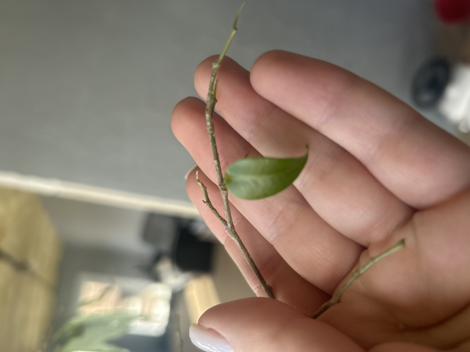 The scene is situated indoors, depicting what appears to be a residential or office environment in the city of Chaikovsky, Russia. The primary focus is a light-skinned human hand, likely female, holding a small plant cutting. The hand exhibits manicured fingernails with white tips, visible on the thumb and index finger. The plant cutting consists of a slender, segmented, brownish-green stem, approximately 10-15 cm in length, bearing a single, vibrant green, ovate leaf. The leaf is positioned centrally on the stem, resting against the palm of the hand. The background is out of focus, indicating a shallow depth of field. A light-grey wall dominates the blurred background. Indistinct, dark shapes in the middle-right suggest furniture, possibly a chair or sofa. A brightly illuminated, out-of-focus area in the upper-left background implies the presence of a window or an open doorway. Further blurred objects are present in the lower background, including a distinct red item and several smaller, lighter-colored items. A yellowish, textured surface, consistent with a ceiling, is faintly discernible in the upper left quadrant of the background.