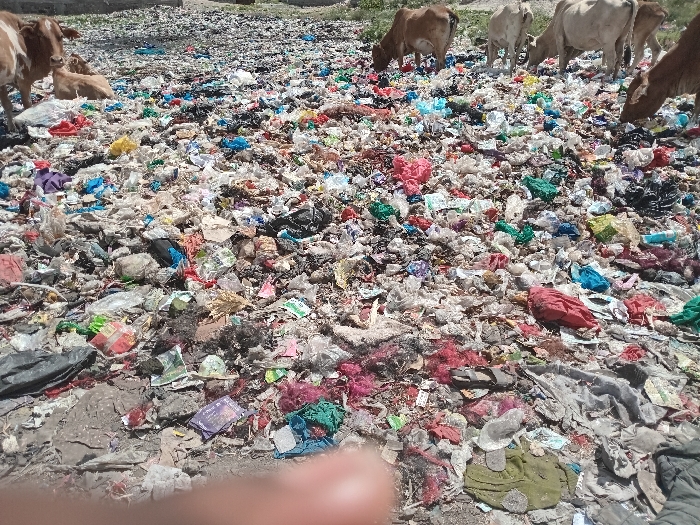 The image displays an expansive, open-air informal waste disposal site situated within Nairobi, Kenya, under clear daylight conditions. The ground is densely covered with a varied accumulation of solid waste, including numerous multicolored plastic bags, fabric scraps (such as red, green, and blue pieces), paper, cardboard, and miscellaneous debris.
In the left midground, a light brown cow stands facing forward, with a lighter brown calf lying directly behind it. In the upper right quadrant, five additional cattle, primarily light brown or off-white, are observed. Four of these animals have their heads lowered, actively foraging or grazing among the refuse. A fifth cow's head is partially visible on the far right, also engaged in foraging activity.
The background shows a continuation of the waste pile, transitioning into sparsely vegetated, dry ground. No human figures are present within the depicted scene; however, a human thumb is partially visible at the bottom center of the frame, indicating the photographer's presence.