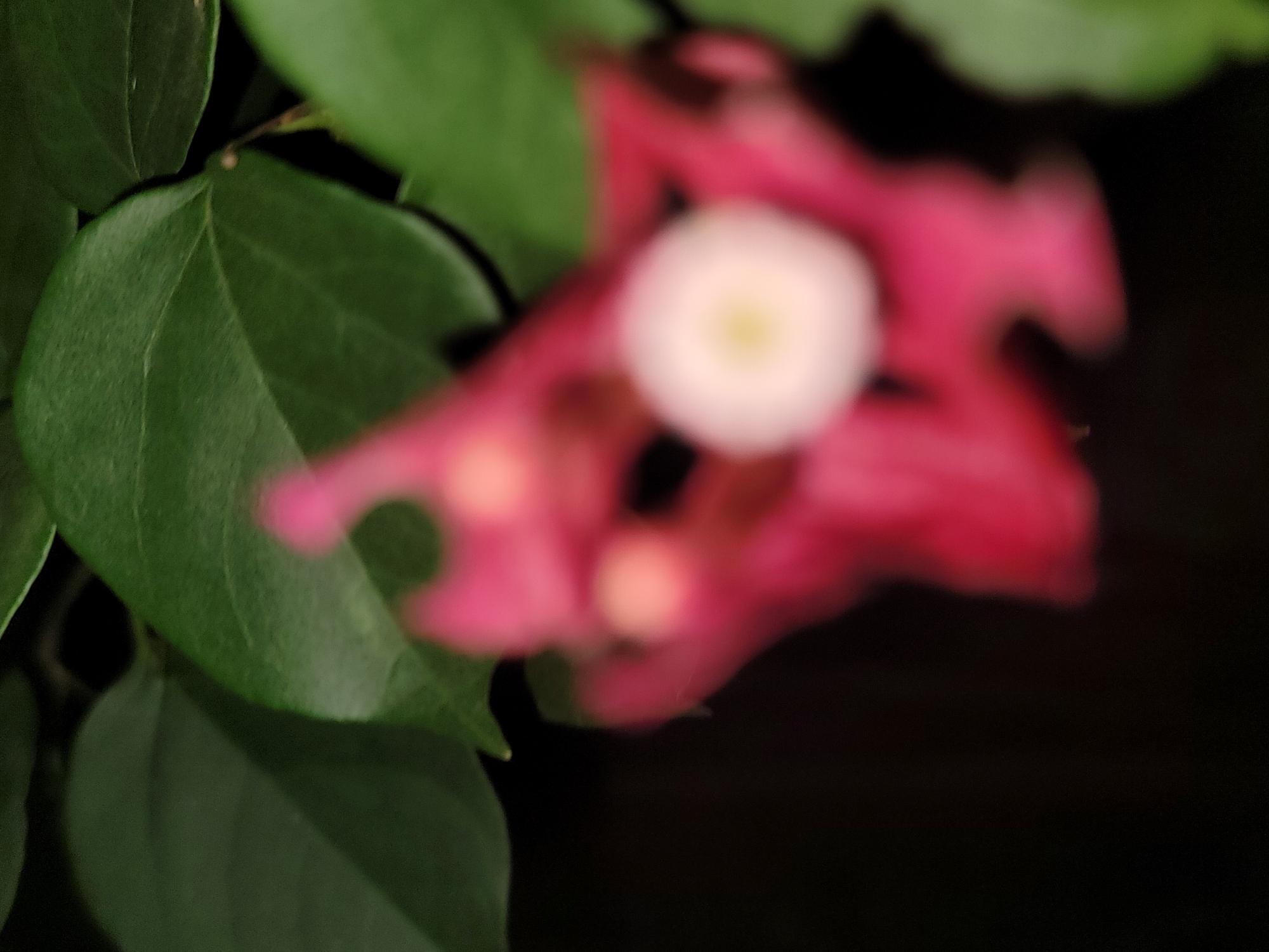 A blurred, close-up, nighttime, outdoor photograph captures a pink flower with a white center. The flower is surrounded by out-of-focus green leaves and a dark background. The image quality is poor, making it difficult to discern specific details. No people or specific Barakin Akawo, Nigeria landmarks are visible.